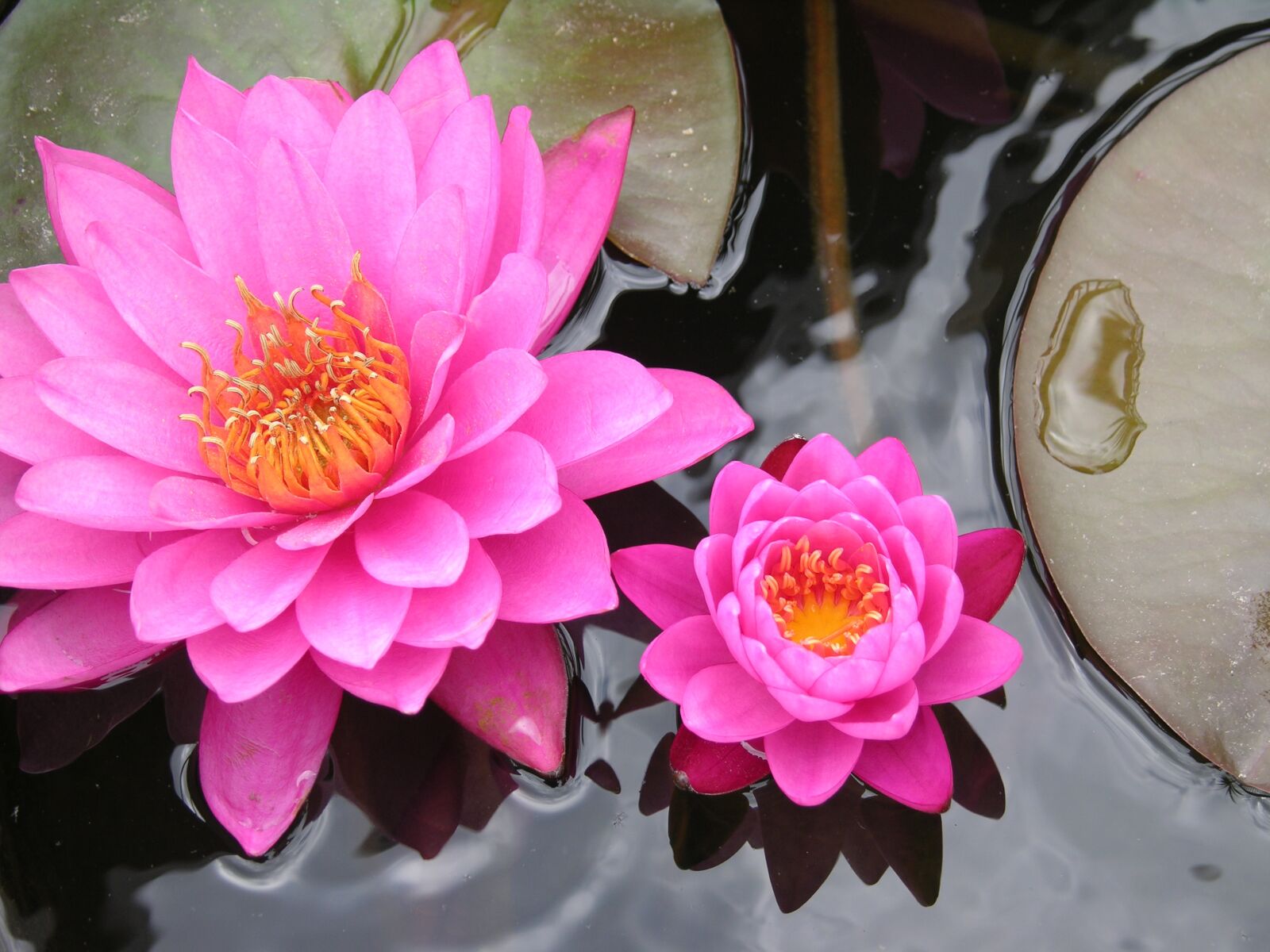 Nikon E8700 sample photo. Lily pad, flower, pink photography