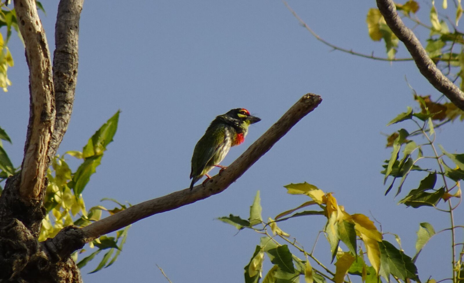 Sony DSC-WX800 sample photo. Bird, barbet, coppersmith photography