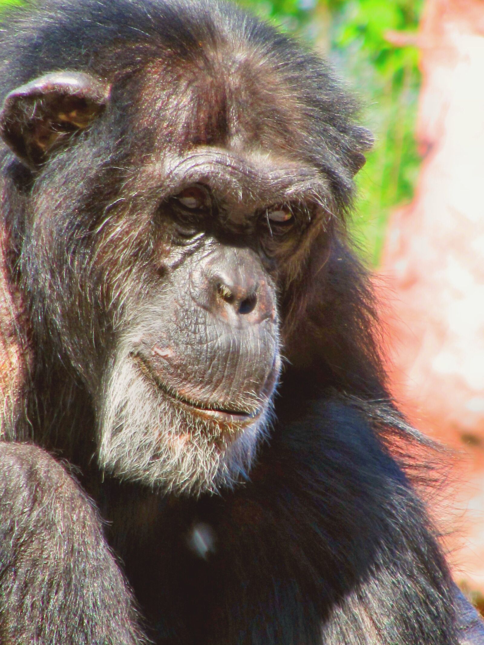 Canon PowerShot SX200 IS sample photo. Monkey, chimpanzee, animal photography