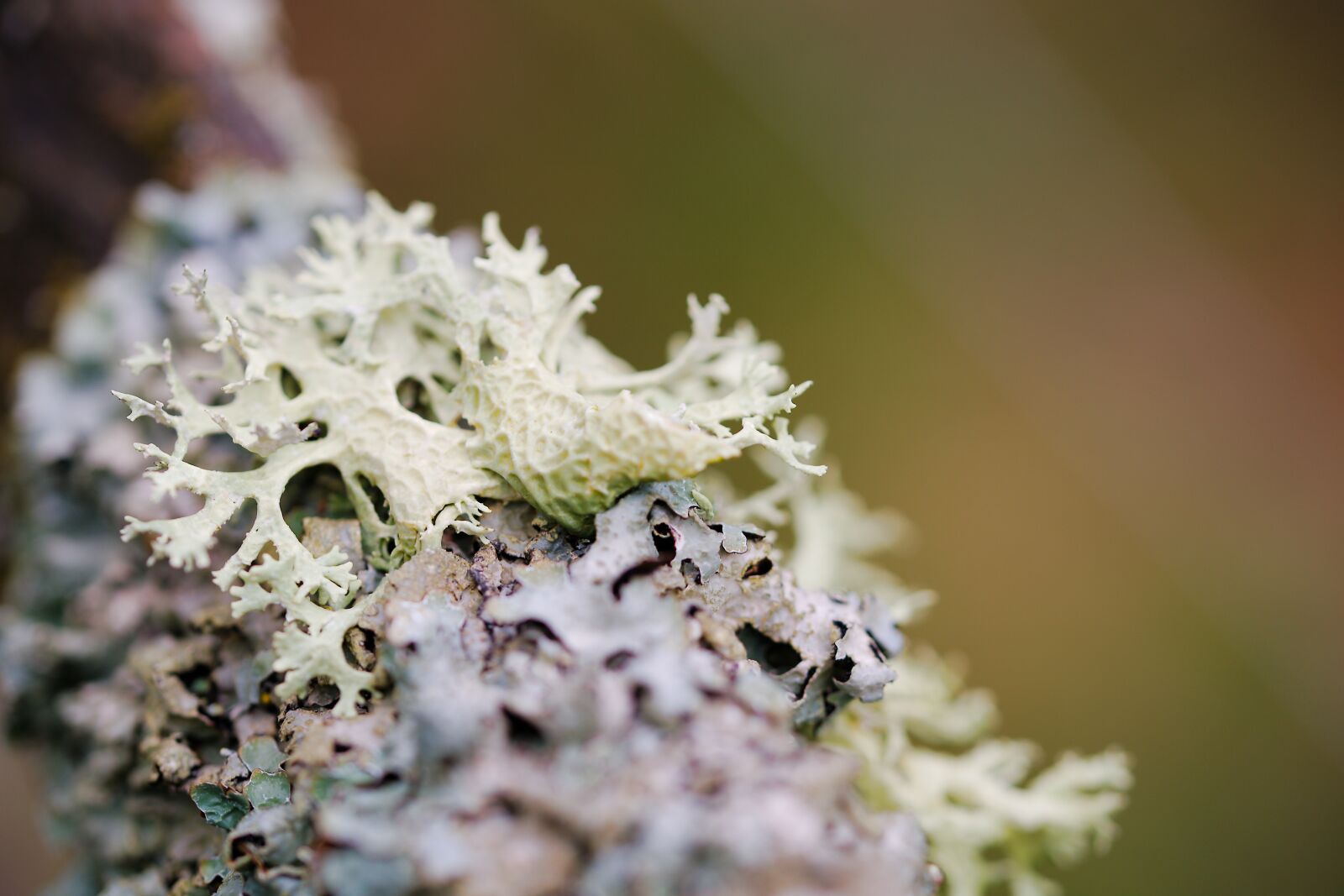 Canon EOS 6D sample photo. Nature, plant, close up photography