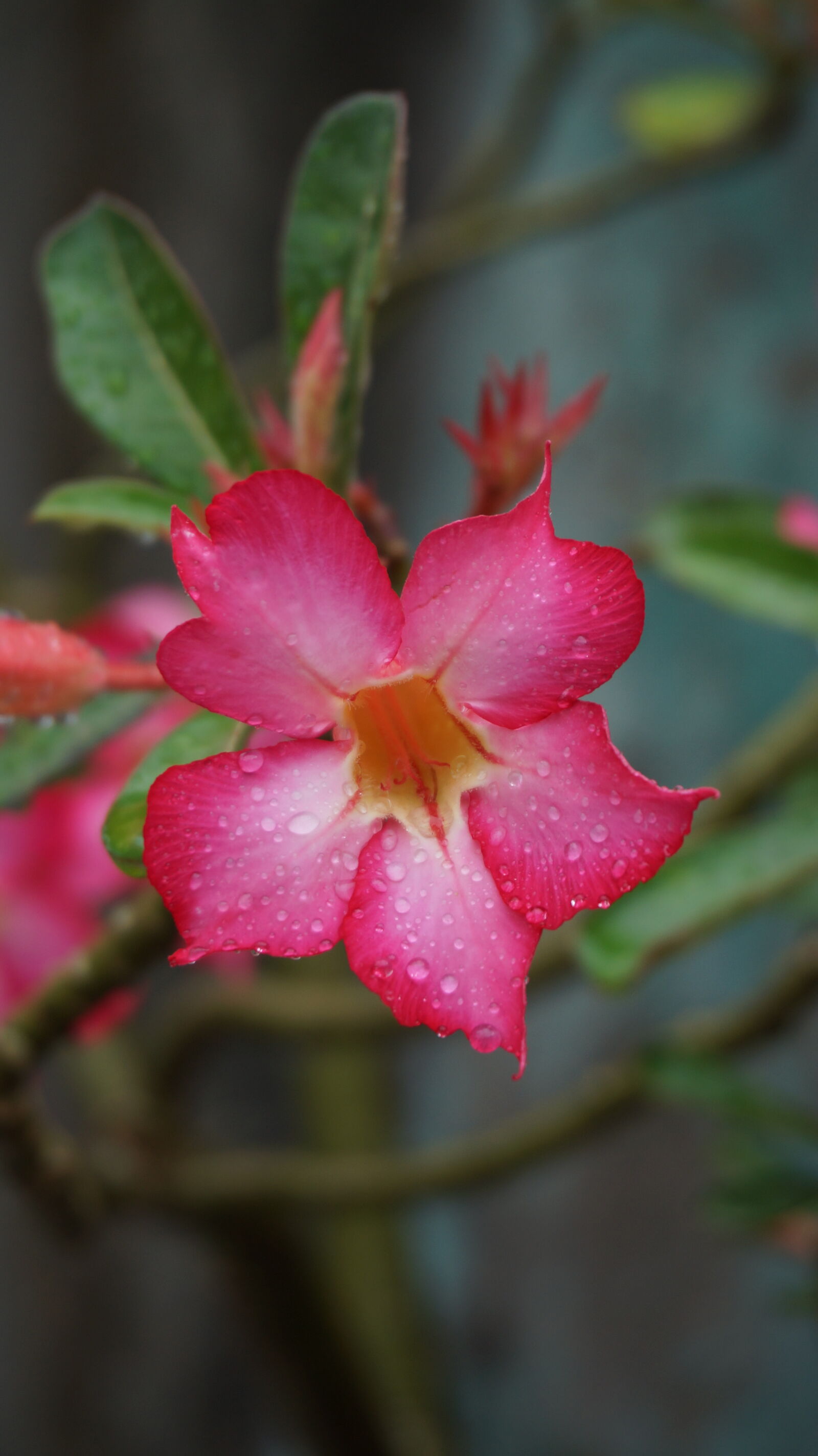 Sony E 16-50mm F3.5-5.6 PZ OSS sample photo