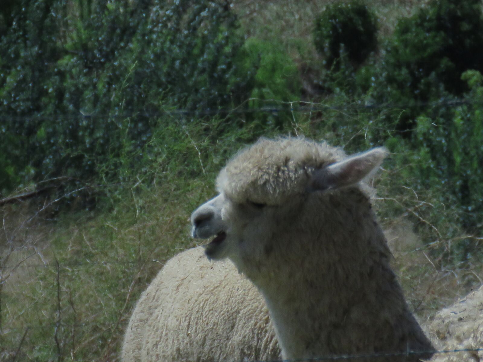 Canon PowerShot SX60 HS sample photo. Llama, wool, alpaca photography