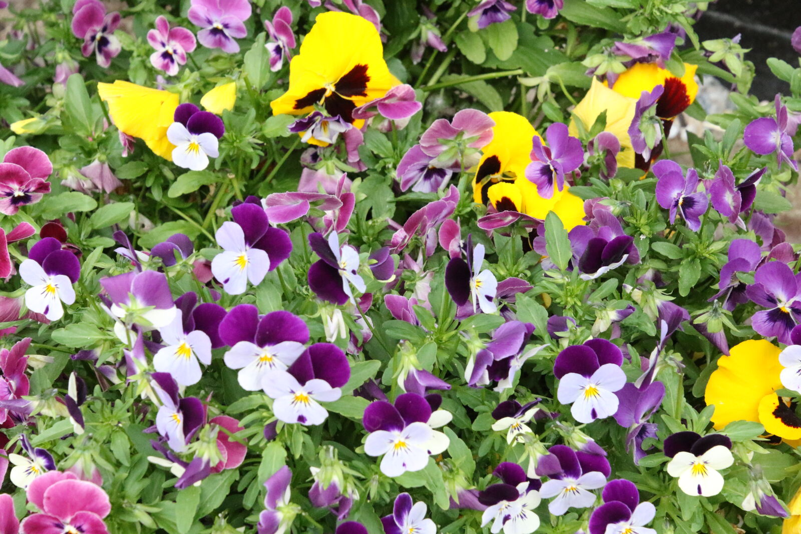 Canon EOS 7D Mark II sample photo. Bed, of, flowers, flower photography