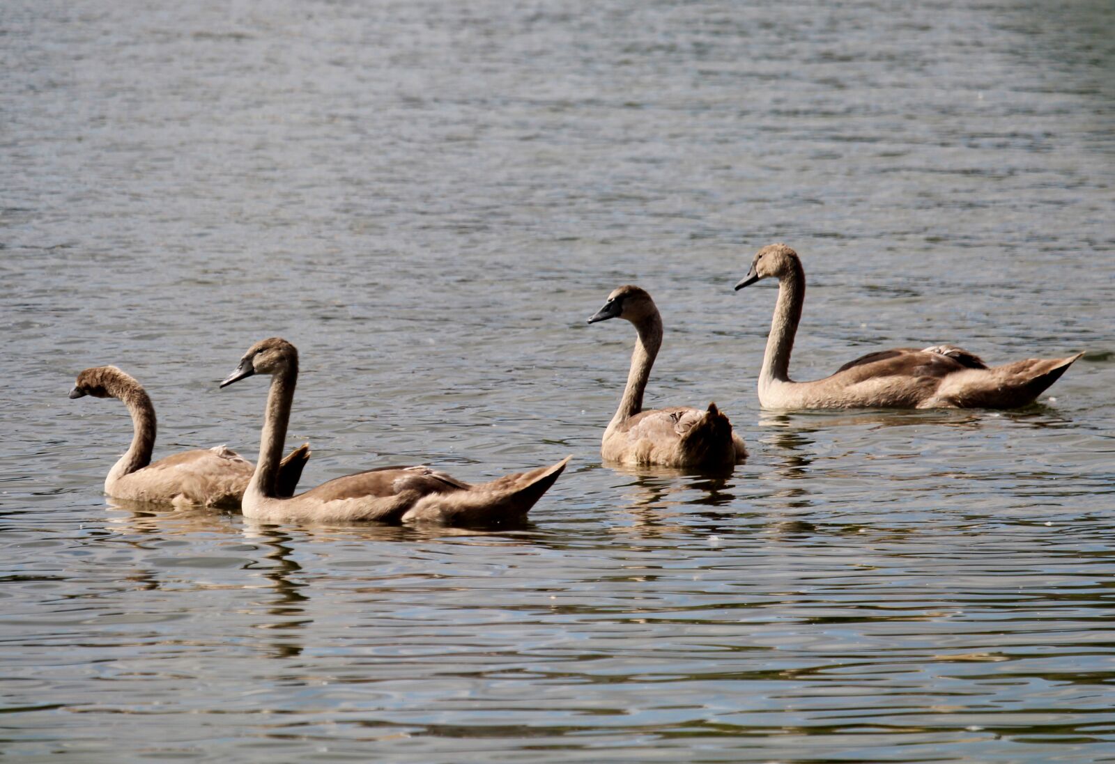 Canon EOS 1200D (EOS Rebel T5 / EOS Kiss X70 / EOS Hi) sample photo. Swan, birds, animals photography