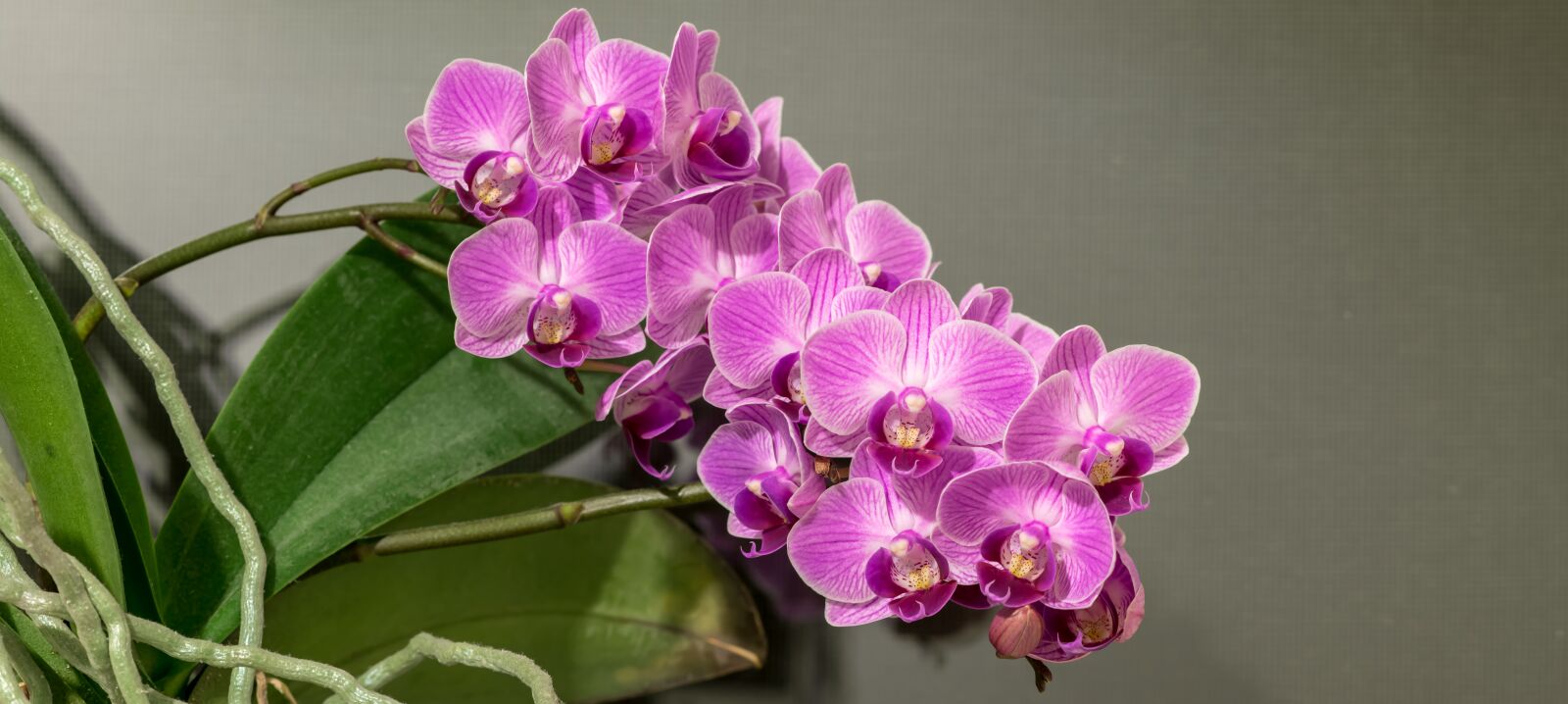 Nikon D850 sample photo. Phalaenopsis, orchid, flower photography