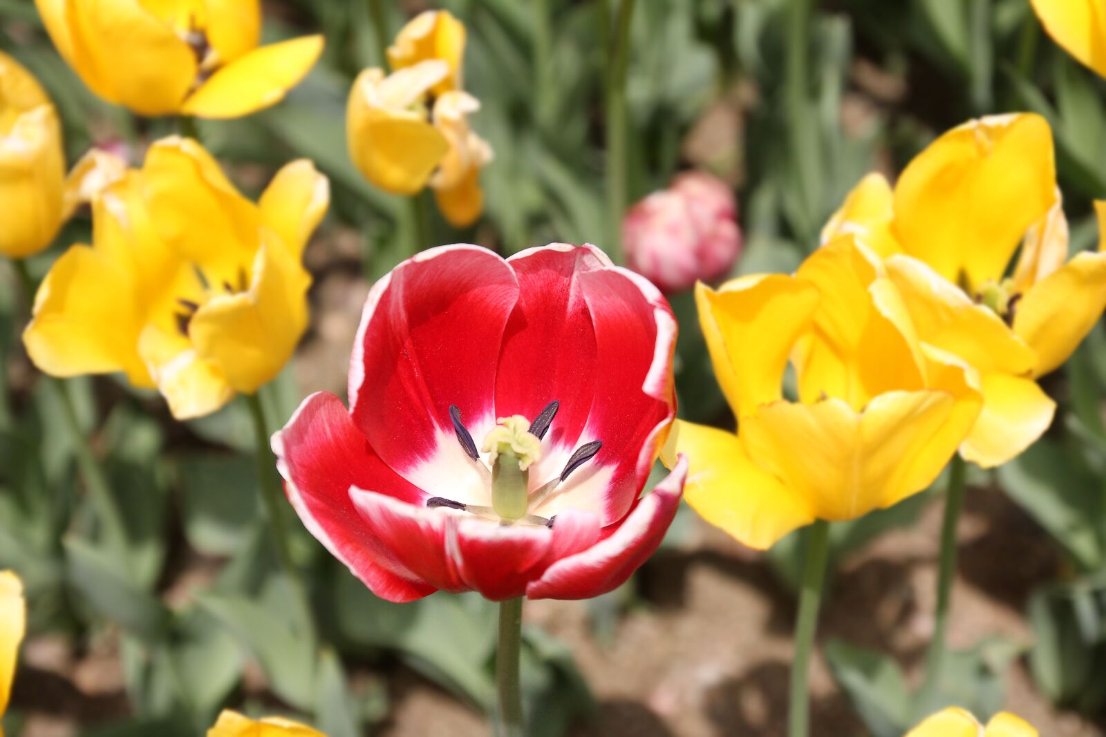 Canon EOS 60D sample photo. Tulip, flower, red photography