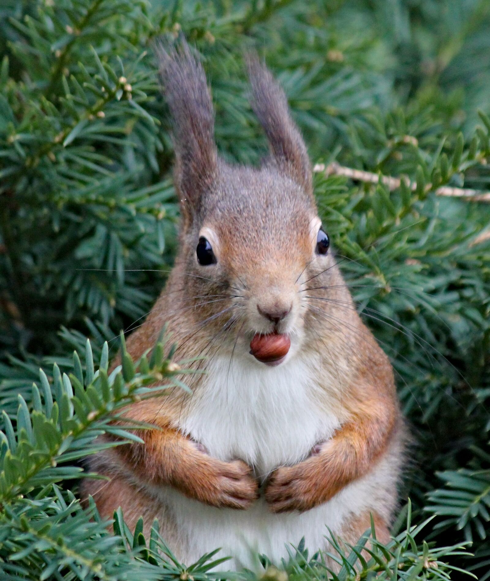 Canon EOS 550D (EOS Rebel T2i / EOS Kiss X4) sample photo. The squirrel, rodent, animal photography