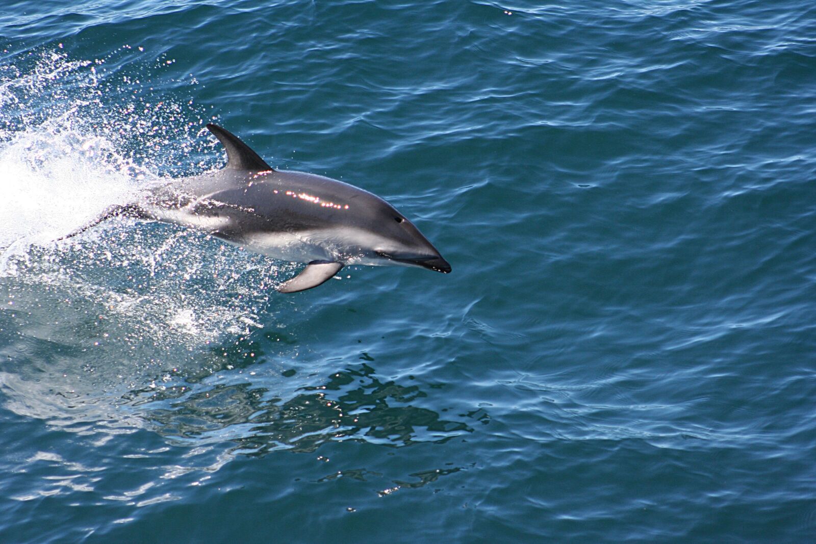 Canon EOS 350D (EOS Digital Rebel XT / EOS Kiss Digital N) sample photo. Dolphin, sea, ocean photography