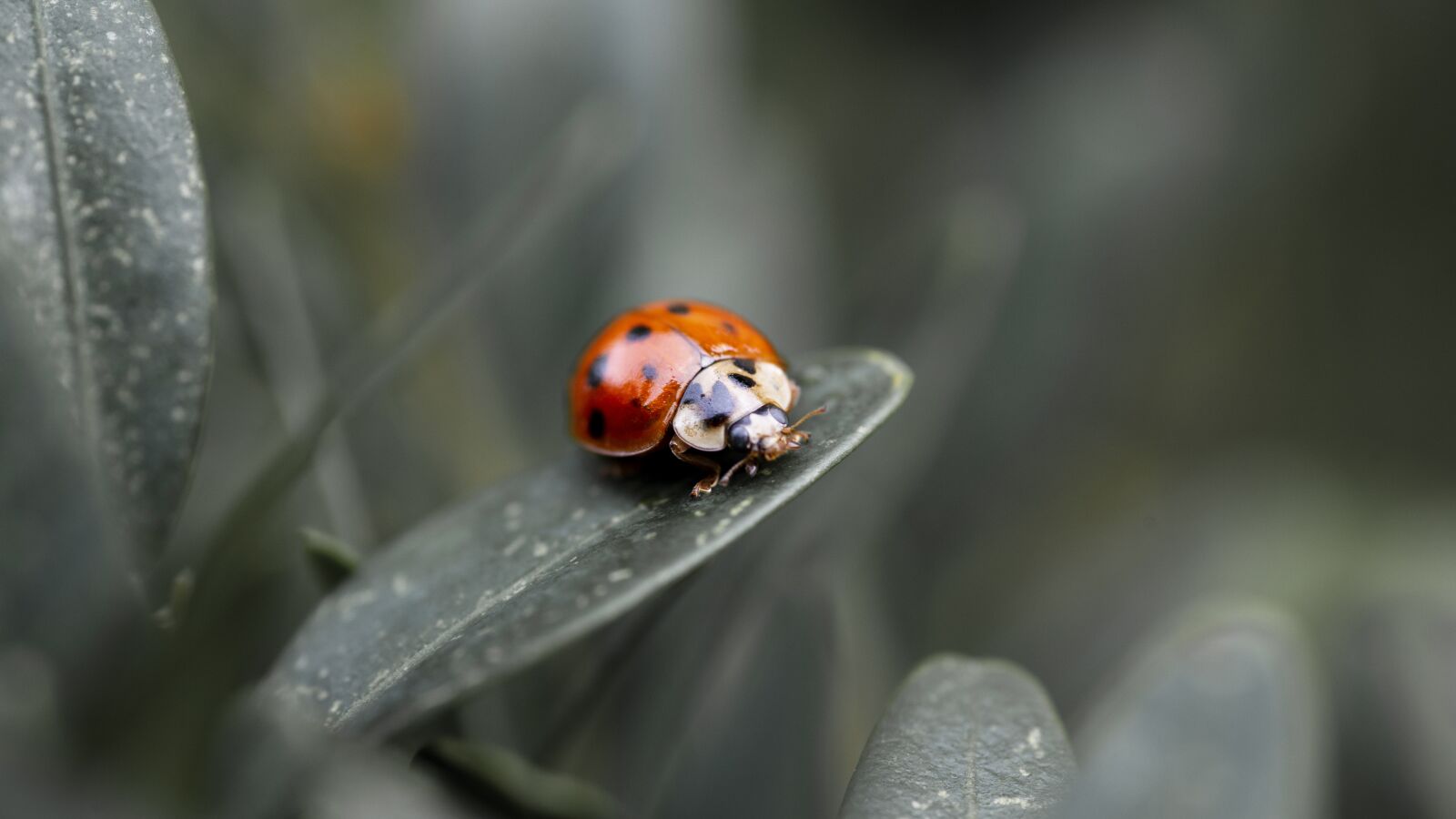 Tokina AT-X Pro 100mm F2.8 Macro sample photo. Ladybug, macro, nature photography