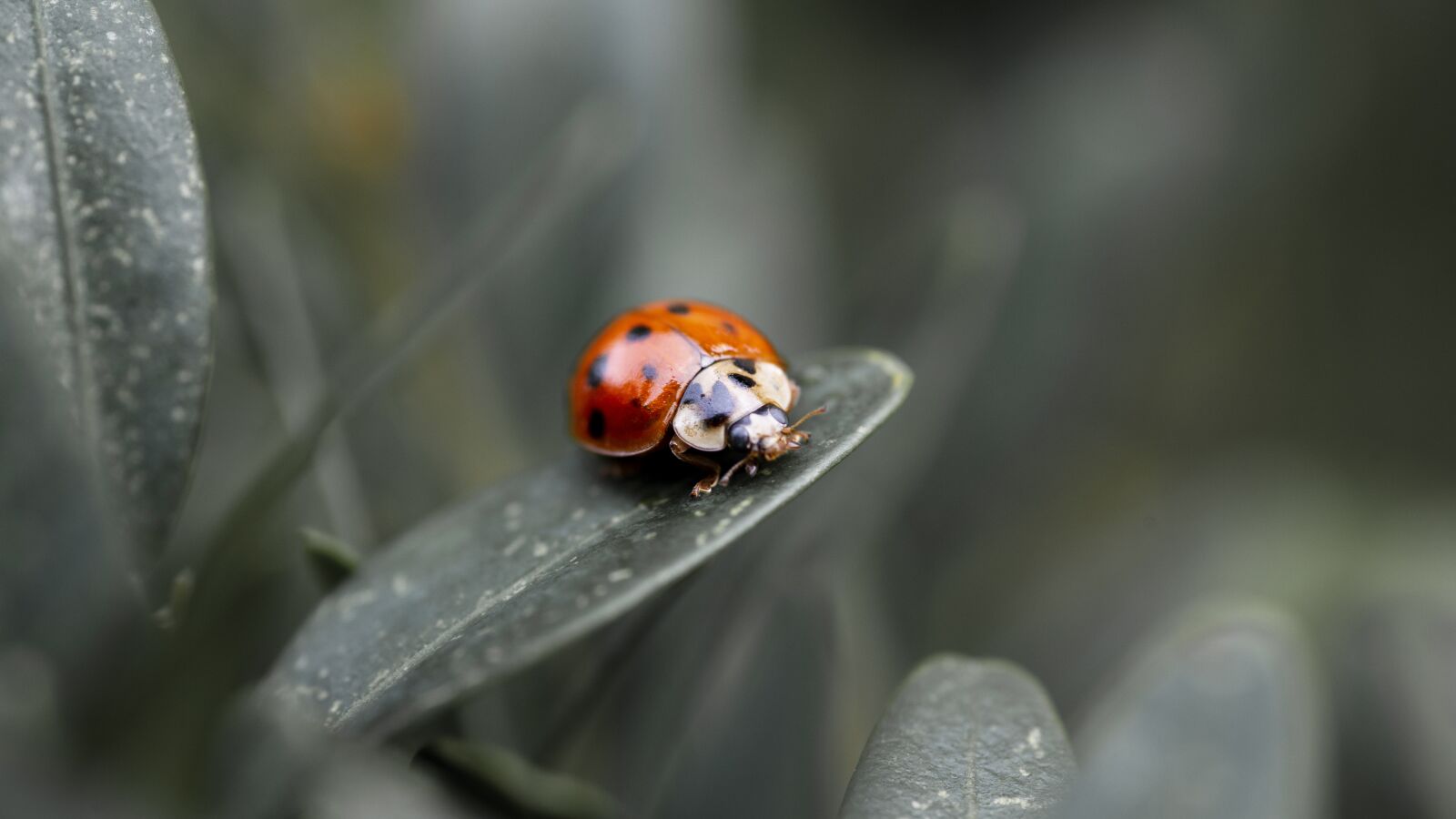 Nikon D800E + Tokina AT-X Pro 100mm F2.8 Macro sample photo. Ladybug, macro, nature photography