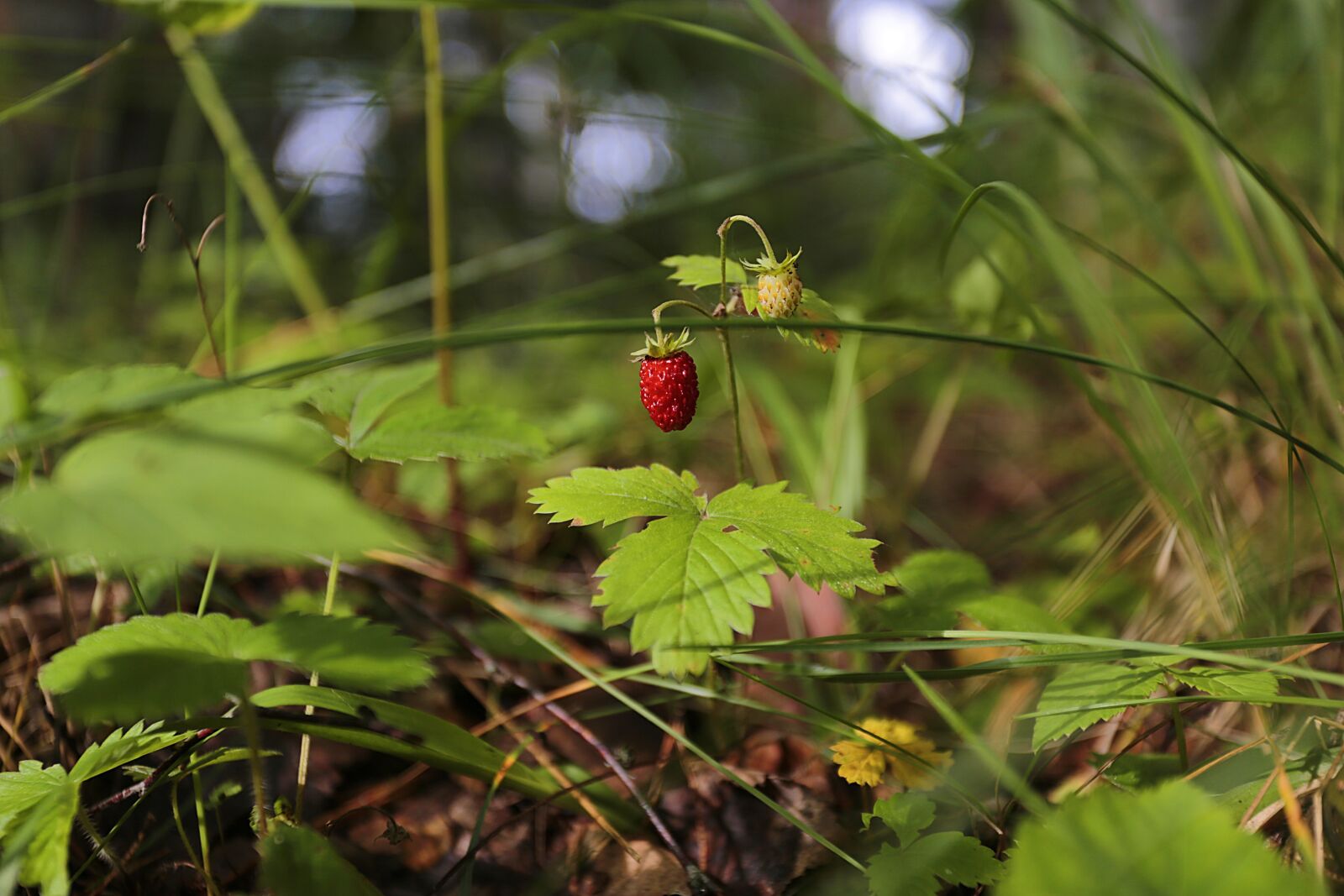 Canon EOS 6D + Canon EF 17-40mm F4L USM sample photo. Wild strawberry, berry, red photography