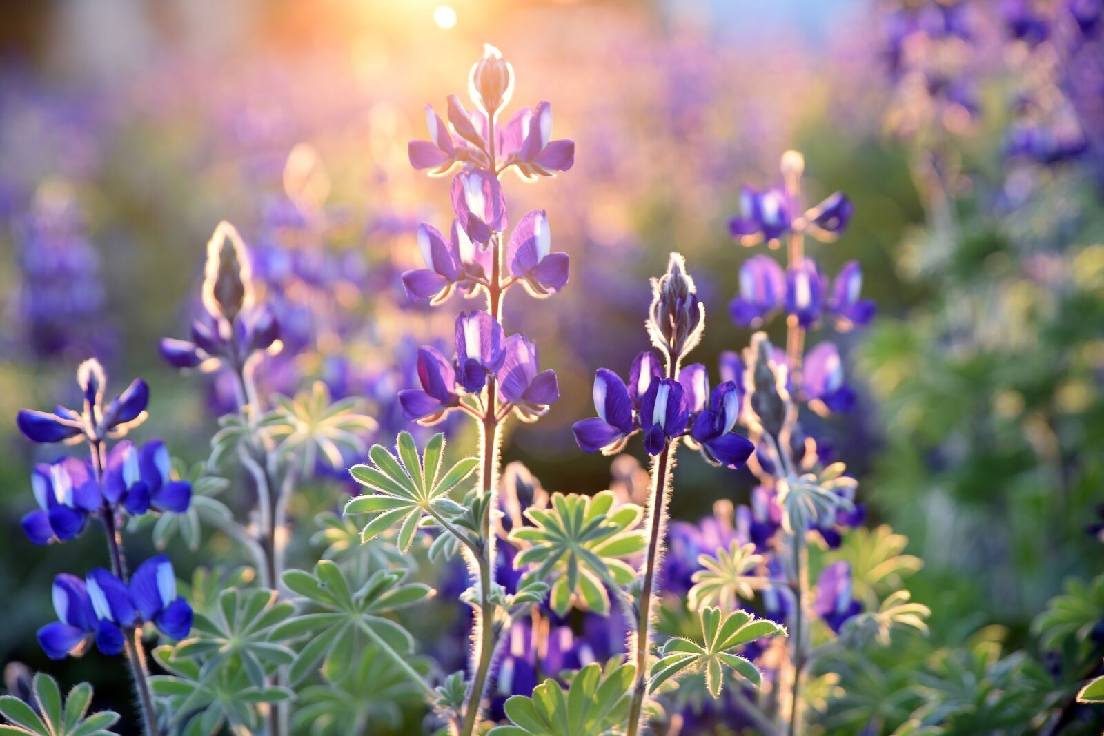 Nikon D750 sample photo. Flora, lupins, nature photography