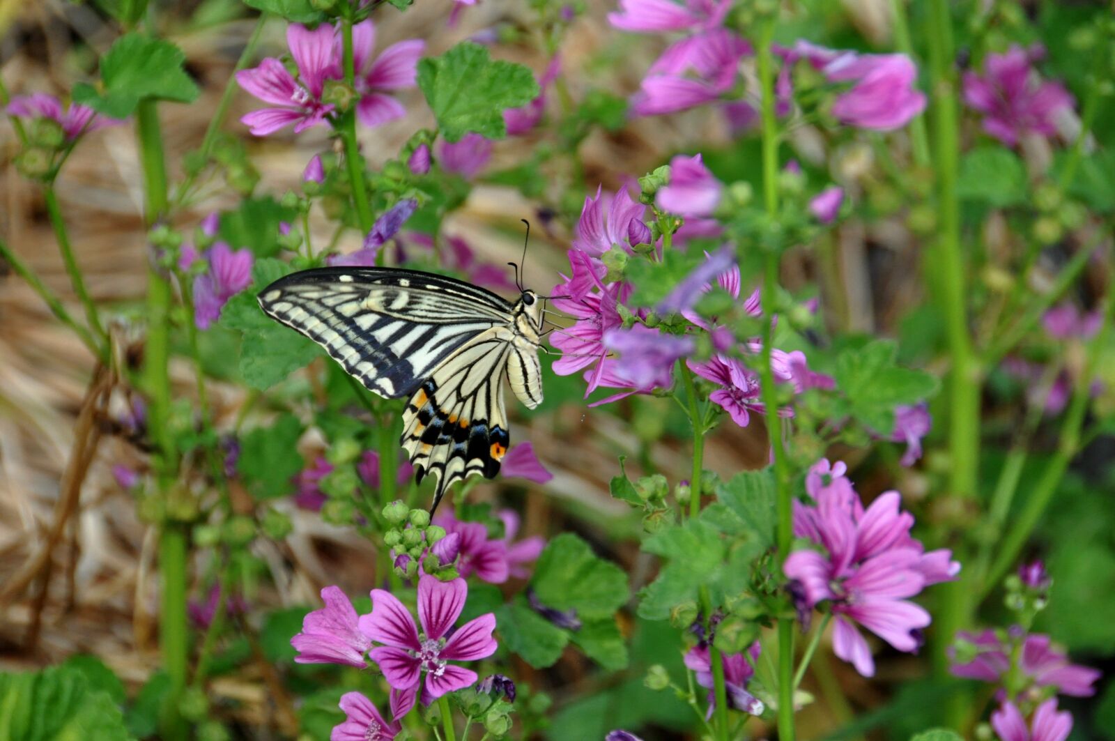 Nikon D90 sample photo. Butterfly, flowers, swallowtail butterfly photography