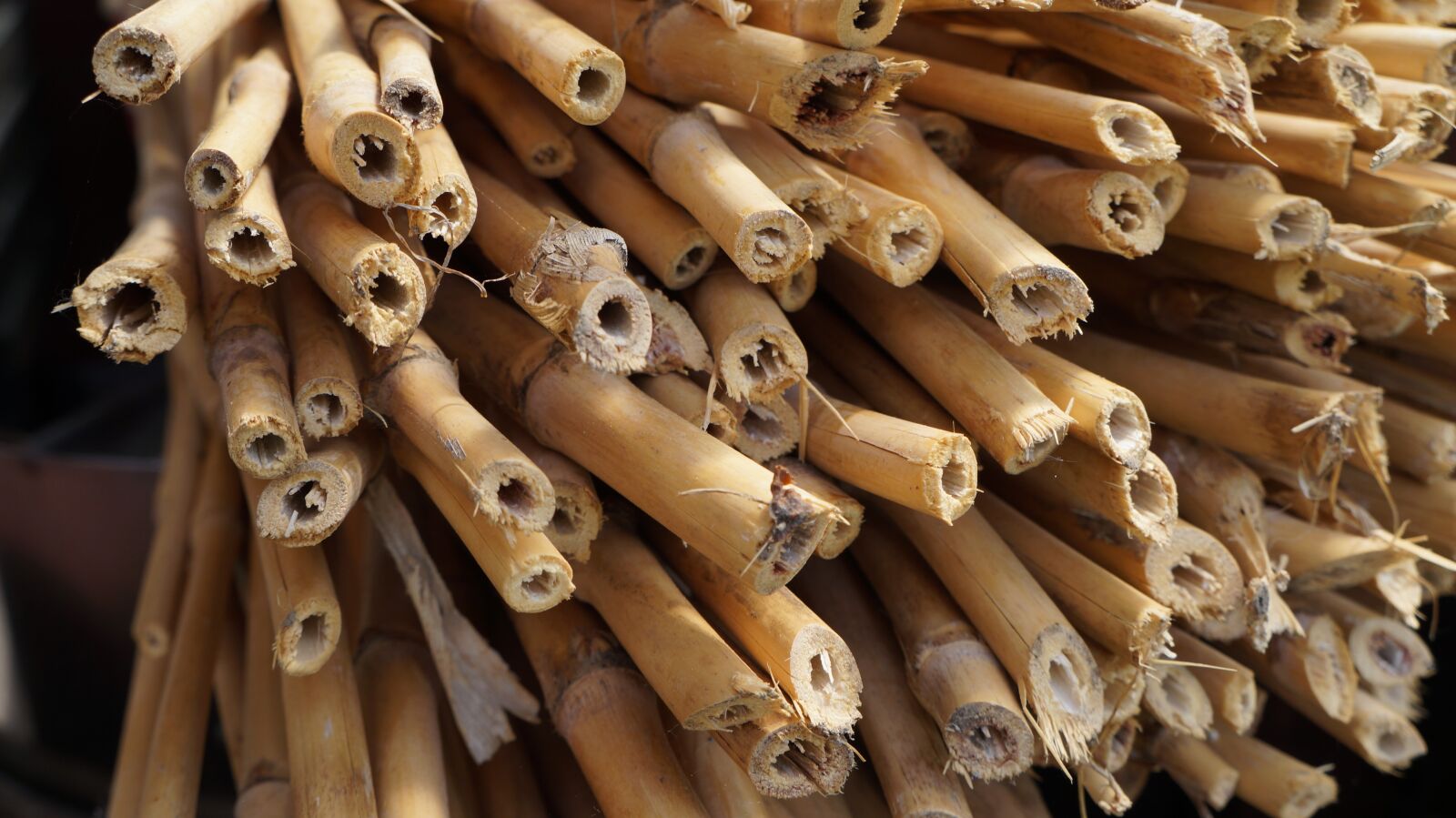 Sony Alpha a3000 + Sony E 18-55mm F3.5-5.6 OSS sample photo. Bamboo, woody, stalk photography
