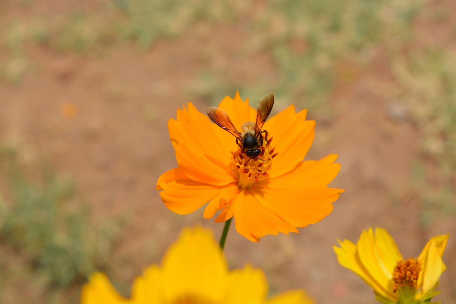 Nikon D5200 sample photo. Nature, outdoors, flower photography