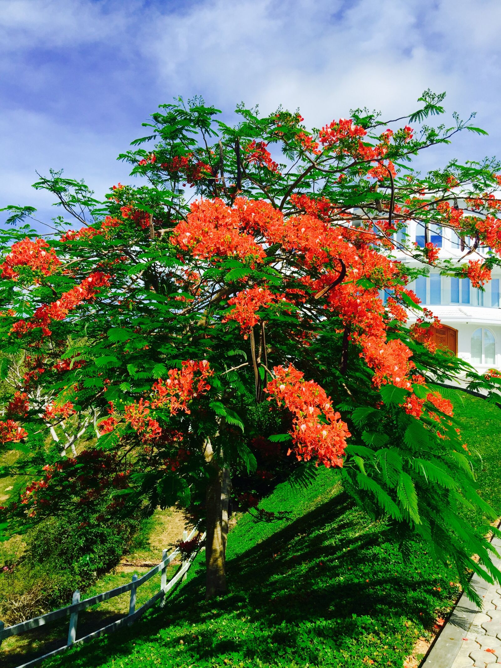 iPhone 6 Plus back camera 4.15mm f/2.2 sample photo. Roatan, bay islands, palmetto photography