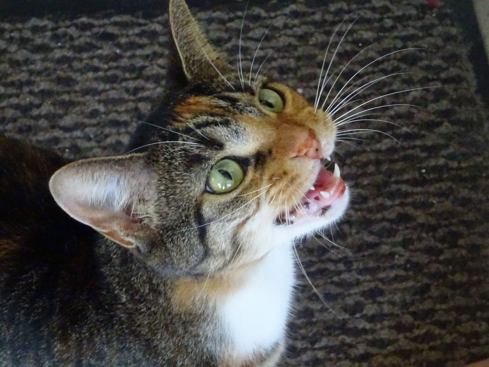 Sony DSC-HX60V sample photo. Cat, hissing, cat, meow photography