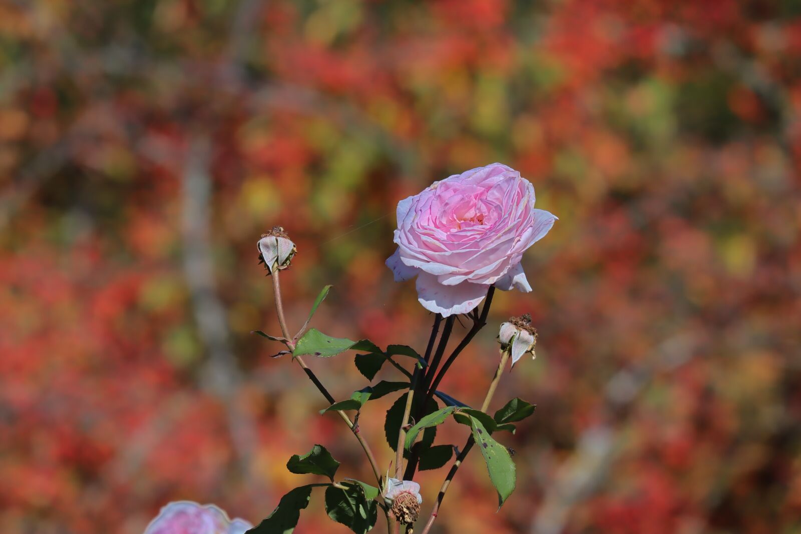 Canon EOS M50 (EOS Kiss M) sample photo. Rose, lambertina rose, blossom photography
