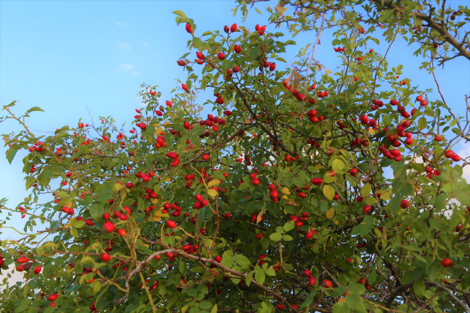 Canon EOS 5D Mark III sample photo. Rosehip, nature, fruit photography
