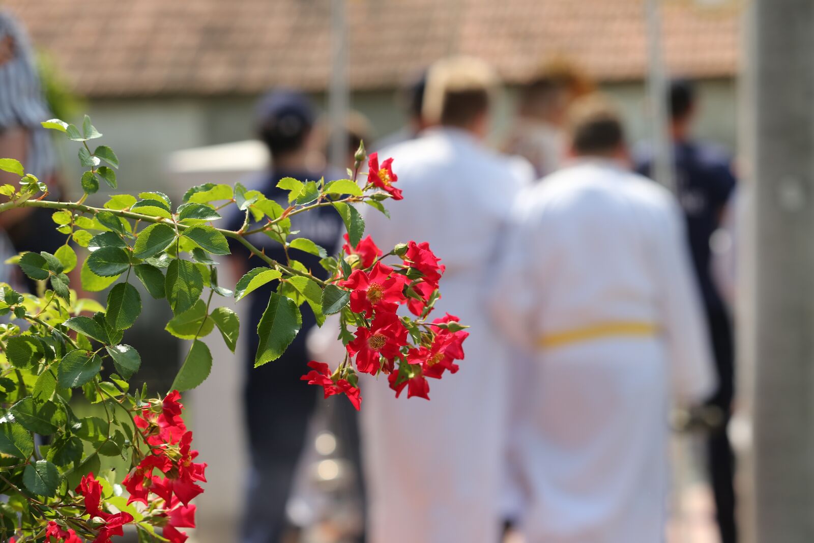 Canon EF 70-300 F4-5.6 IS II USM sample photo. Corpus christi feast, little photography