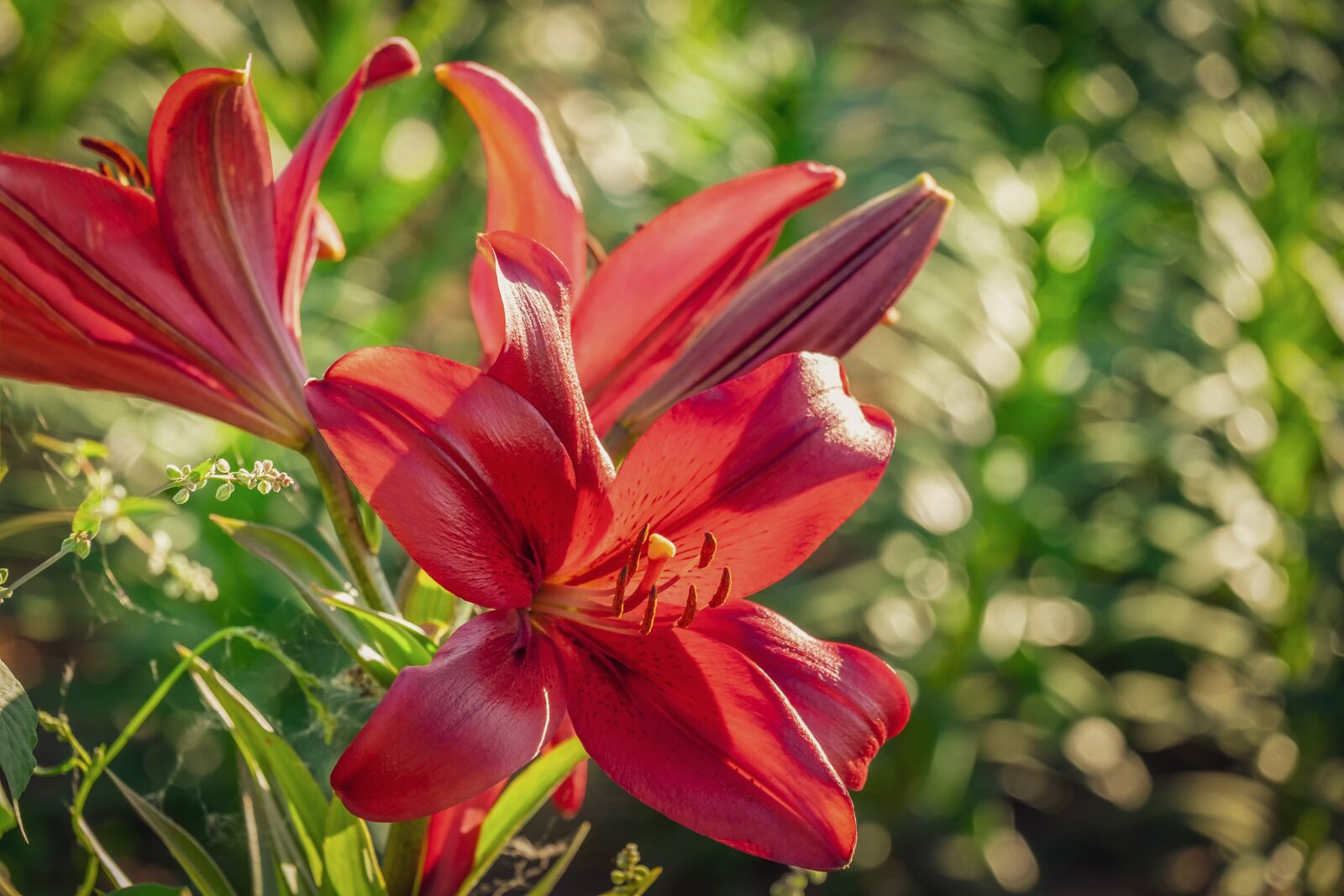 Fujifilm XF 55-200mm F3.5-4.8 R LM OIS sample photo. Lily, red, flower photography