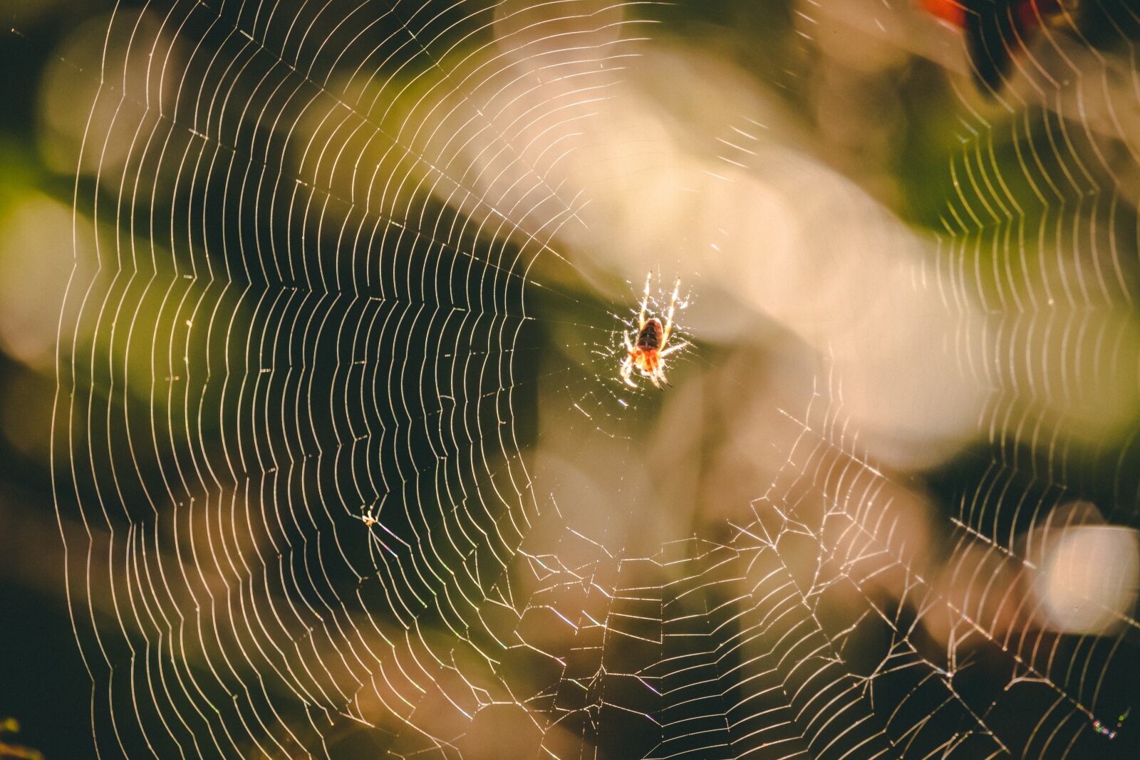 Canon EOS 200D (EOS Rebel SL2 / EOS Kiss X9) sample photo. Spider, web, nature photography