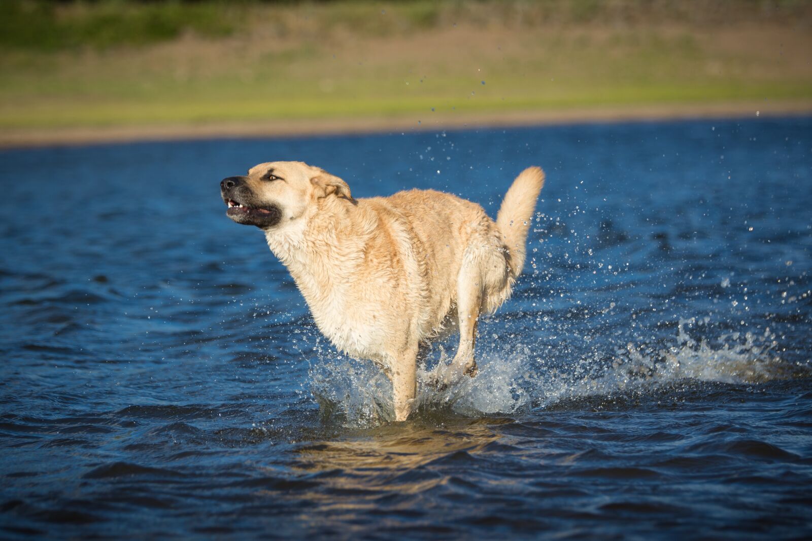 Tamron SP 70-200mm F2.8 Di VC USD sample photo. Dog, water, race photography
