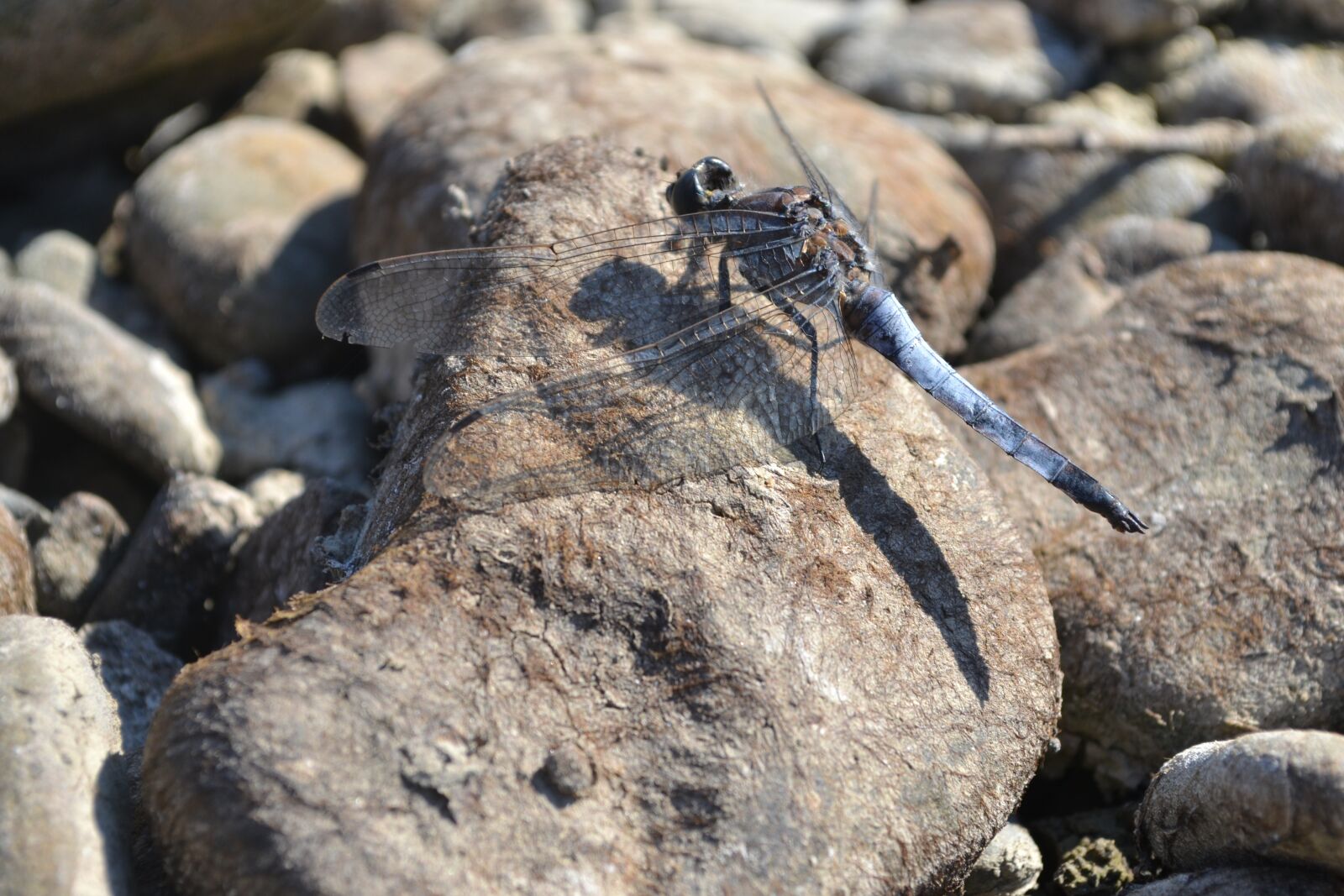 Nikon D3100 sample photo. Dragonfly, stone, bank photography