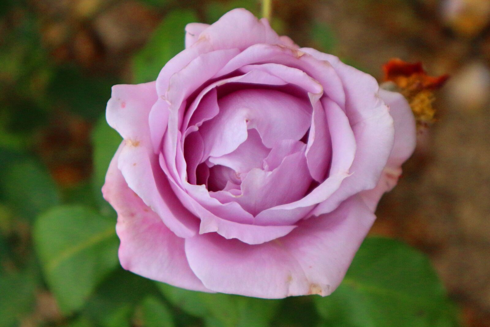 Canon EOS M10 sample photo. Rose, purple, flower photography