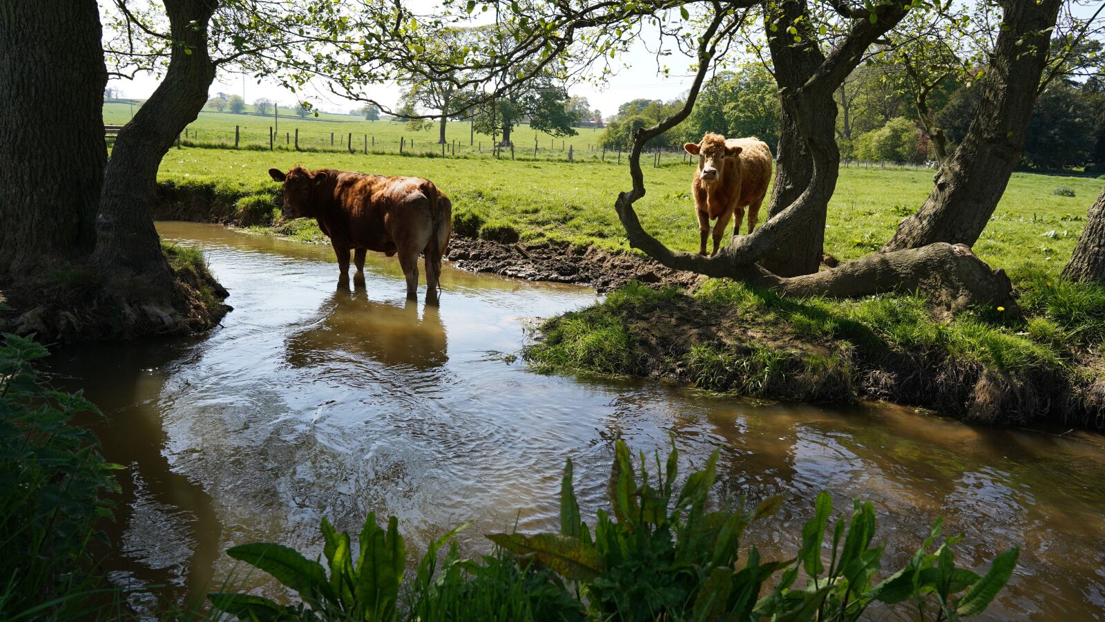 Sony FE 24mm F1.4 GM sample photo. Cow, water, stream photography