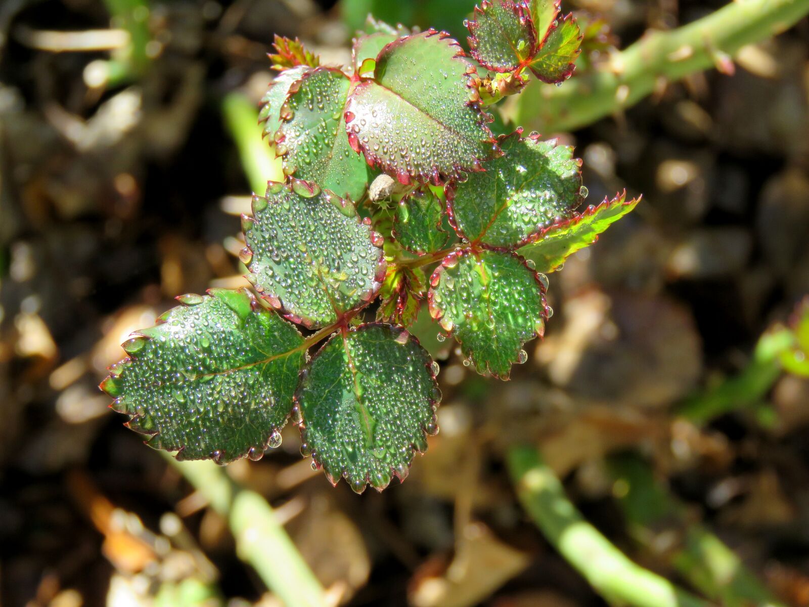 Canon PowerShot SX60 HS sample photo. Rose leaves, leaves, nature photography