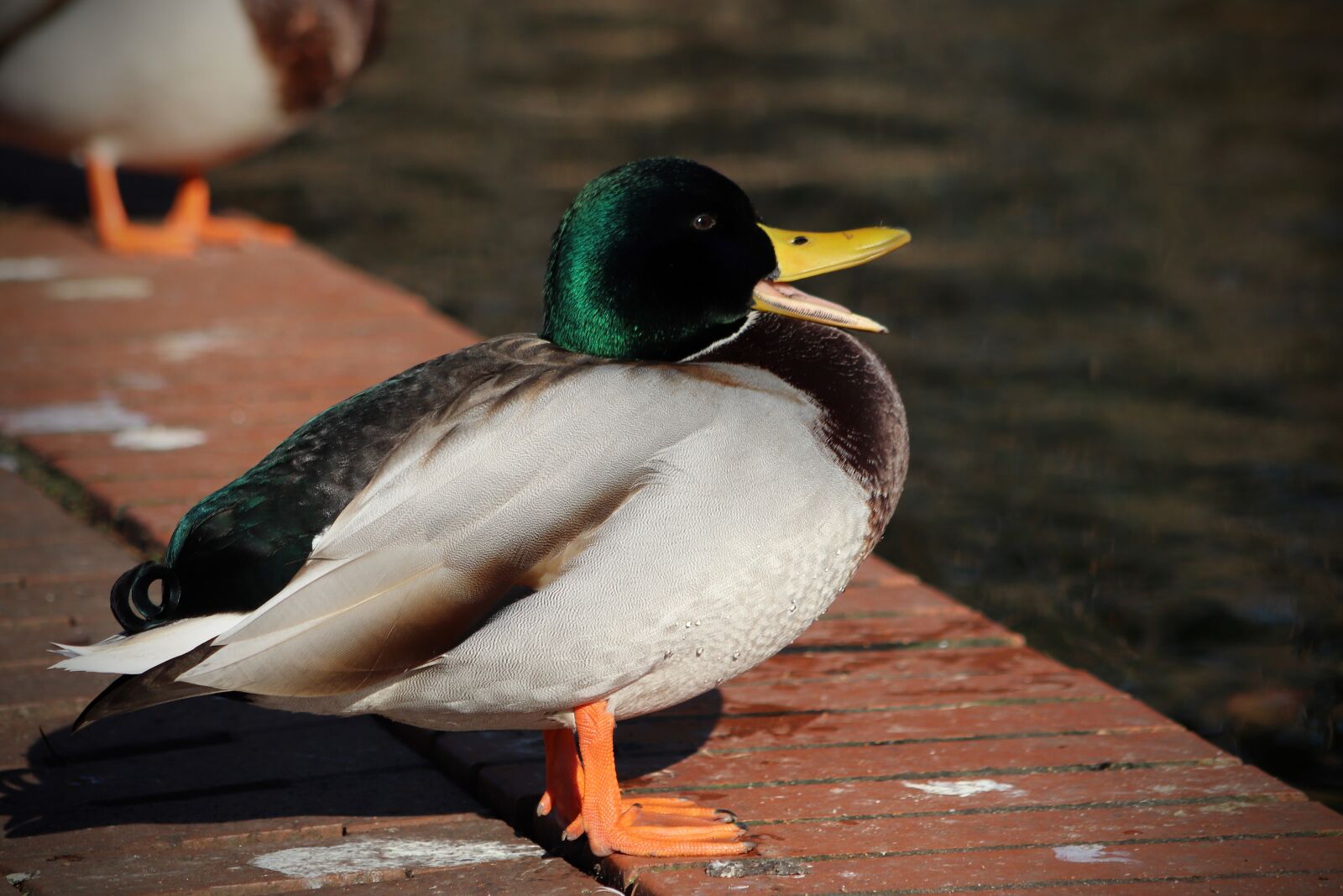 Canon EOS 77D (EOS 9000D / EOS 770D) sample photo. Water bird, duck, drake photography