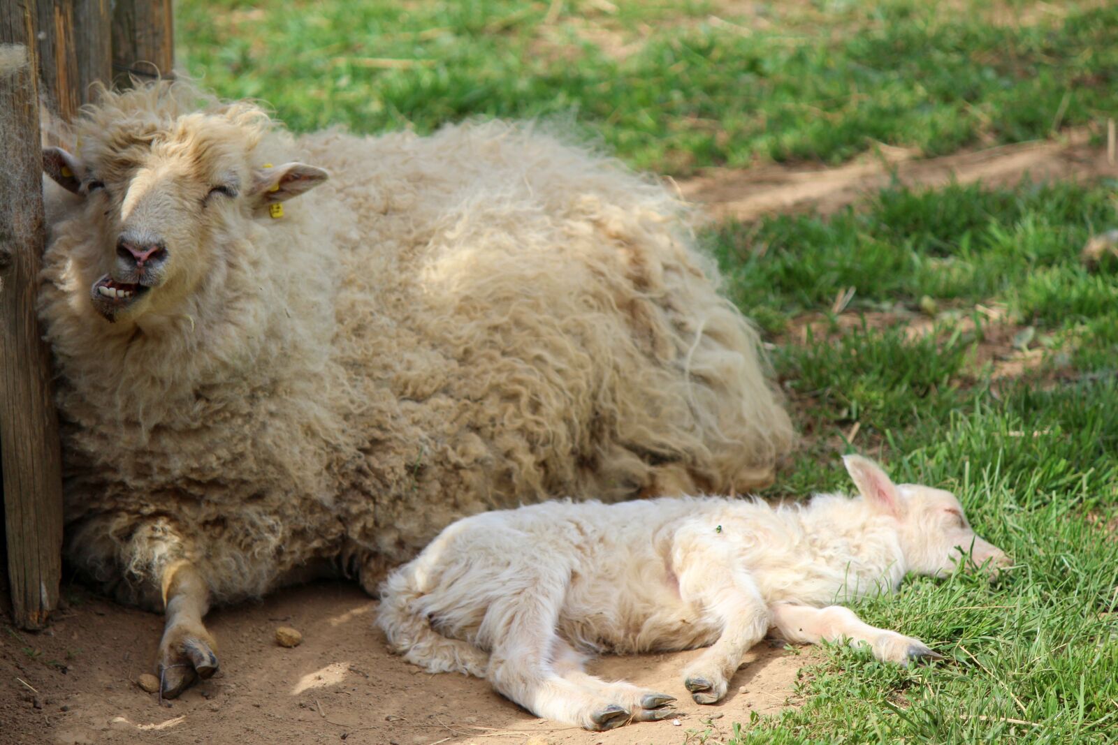 Canon EOS 1200D (EOS Rebel T5 / EOS Kiss X70 / EOS Hi) sample photo. Sheep, sleeping sheep, animal photography