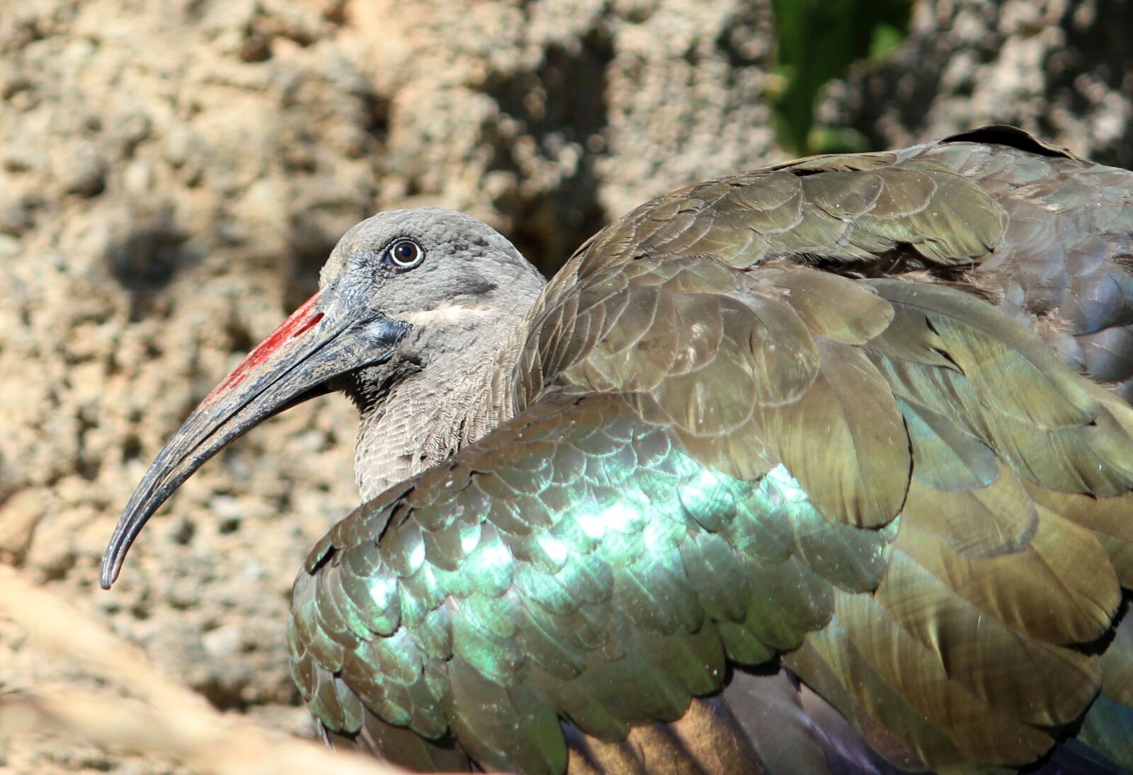 Canon EOS 550D (EOS Rebel T2i / EOS Kiss X4) sample photo. Ibis, bird, fly photography