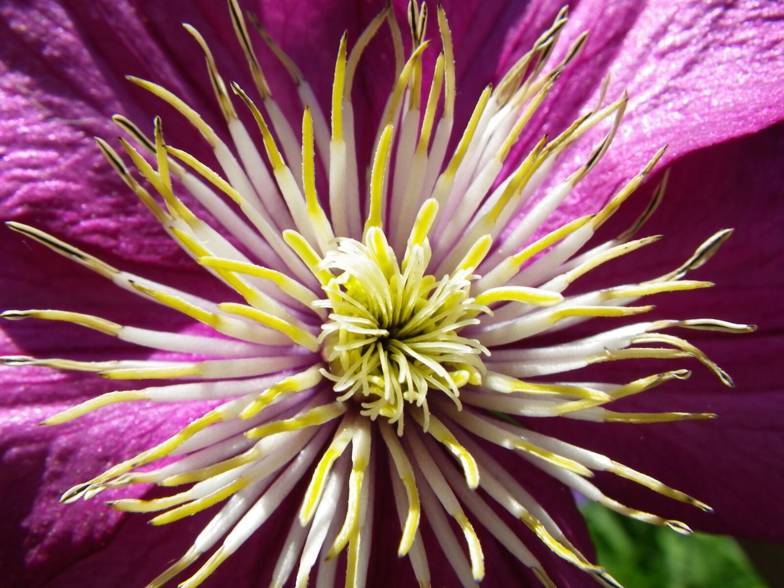 Pentax Optio W90 sample photo. Flower, macro, nature photography