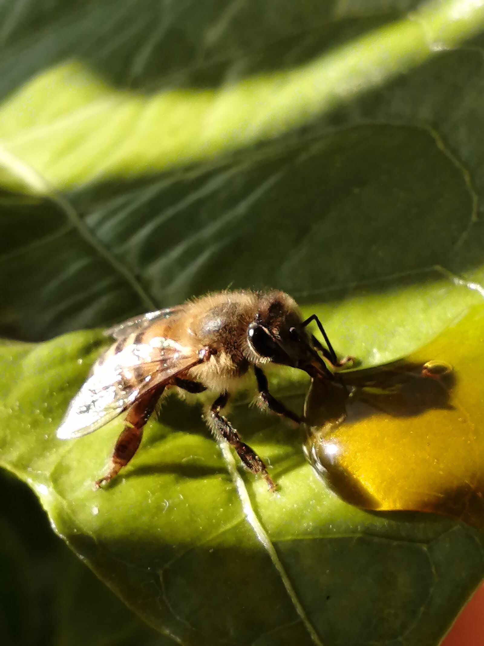 HUAWEI P30 LITE sample photo. Honeybees, hungrybees, bees photography
