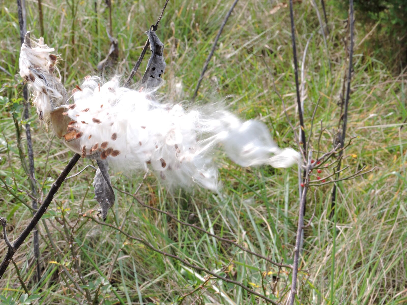 Nikon Coolpix P600 sample photo. Wind, blowing, common, milkweed photography