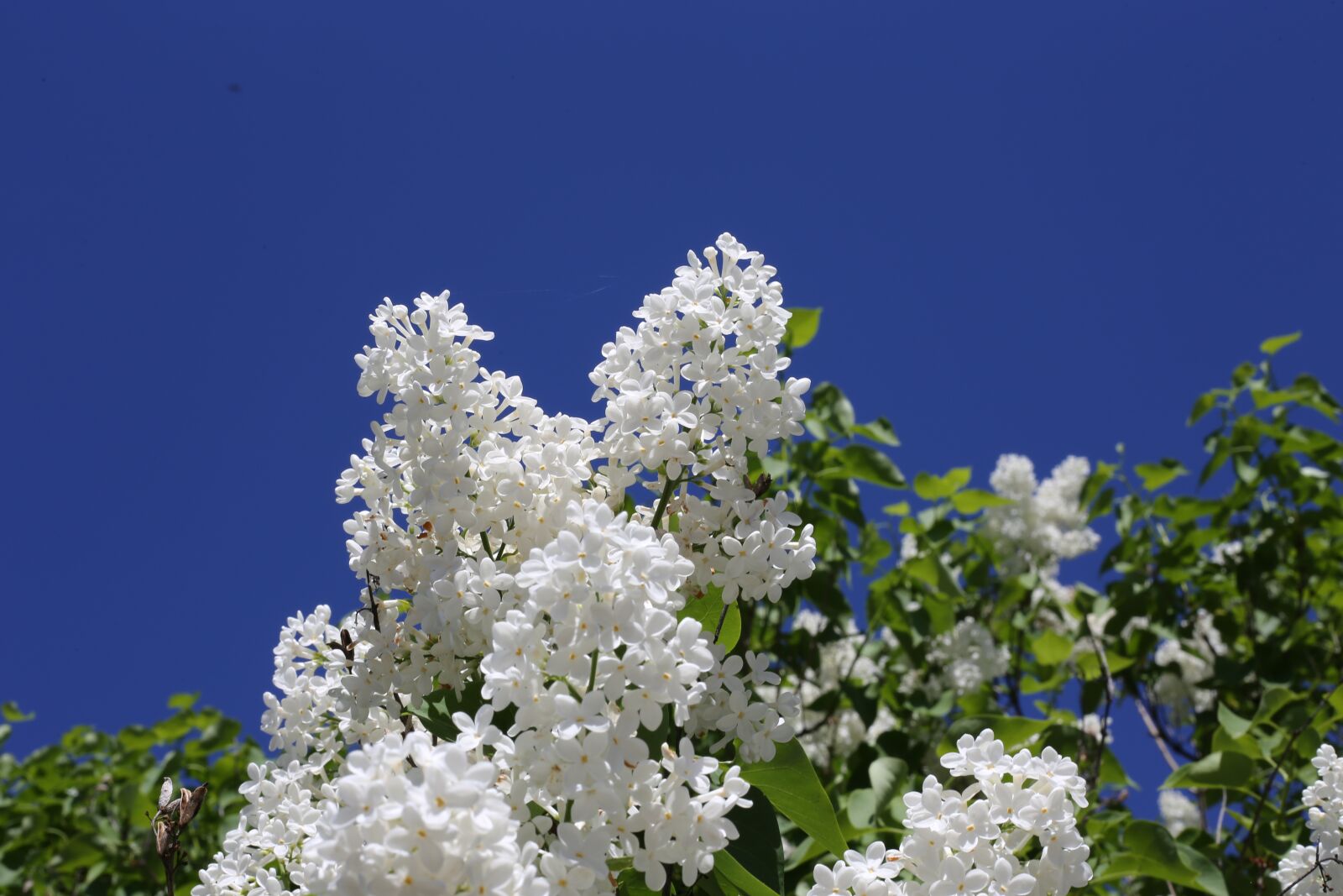 Canon EOS 6D + Canon EF 50mm F1.8 STM sample photo. Siren, lilac, bush photography