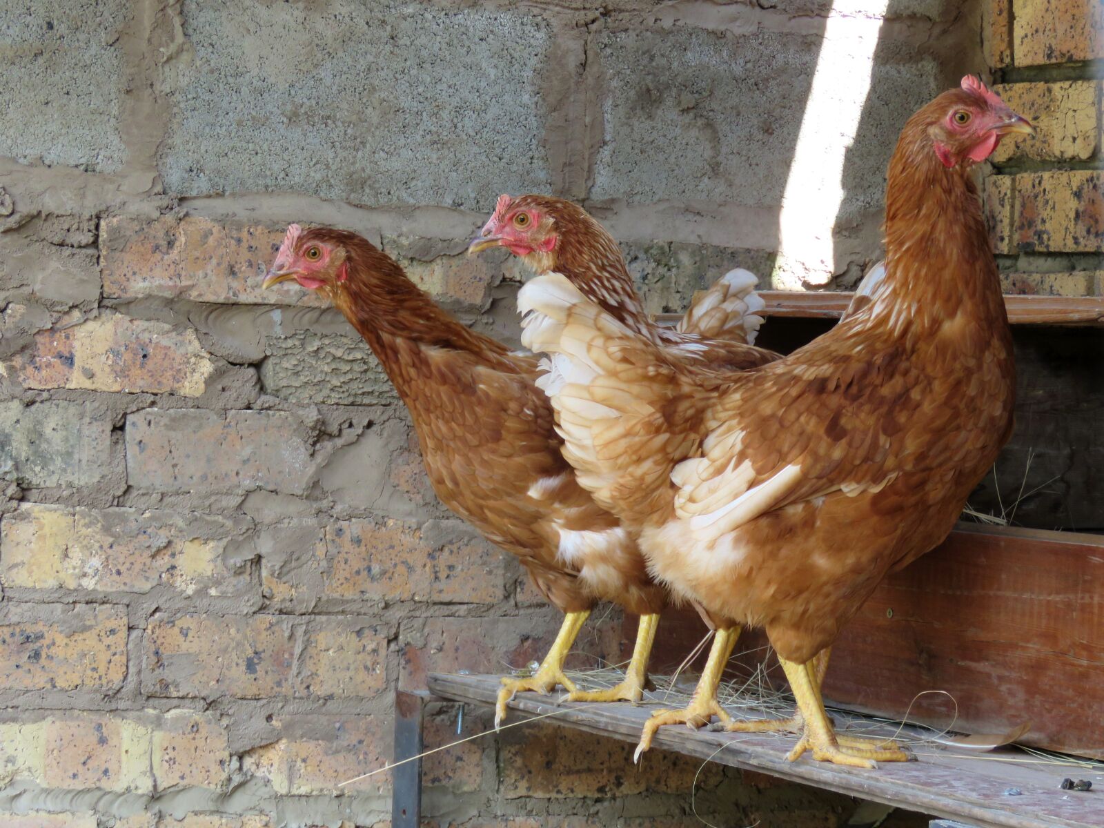 Canon PowerShot SX60 HS sample photo. Farm, chickens, hens photography