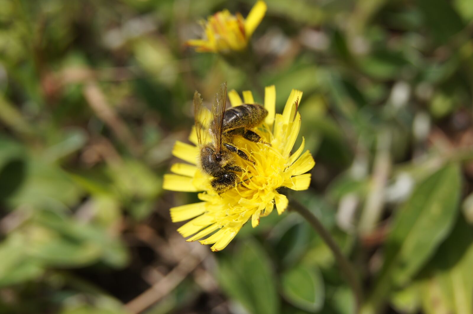Sony SLT-A55 (SLT-A55V) sample photo. Bee, flower, yellow photography