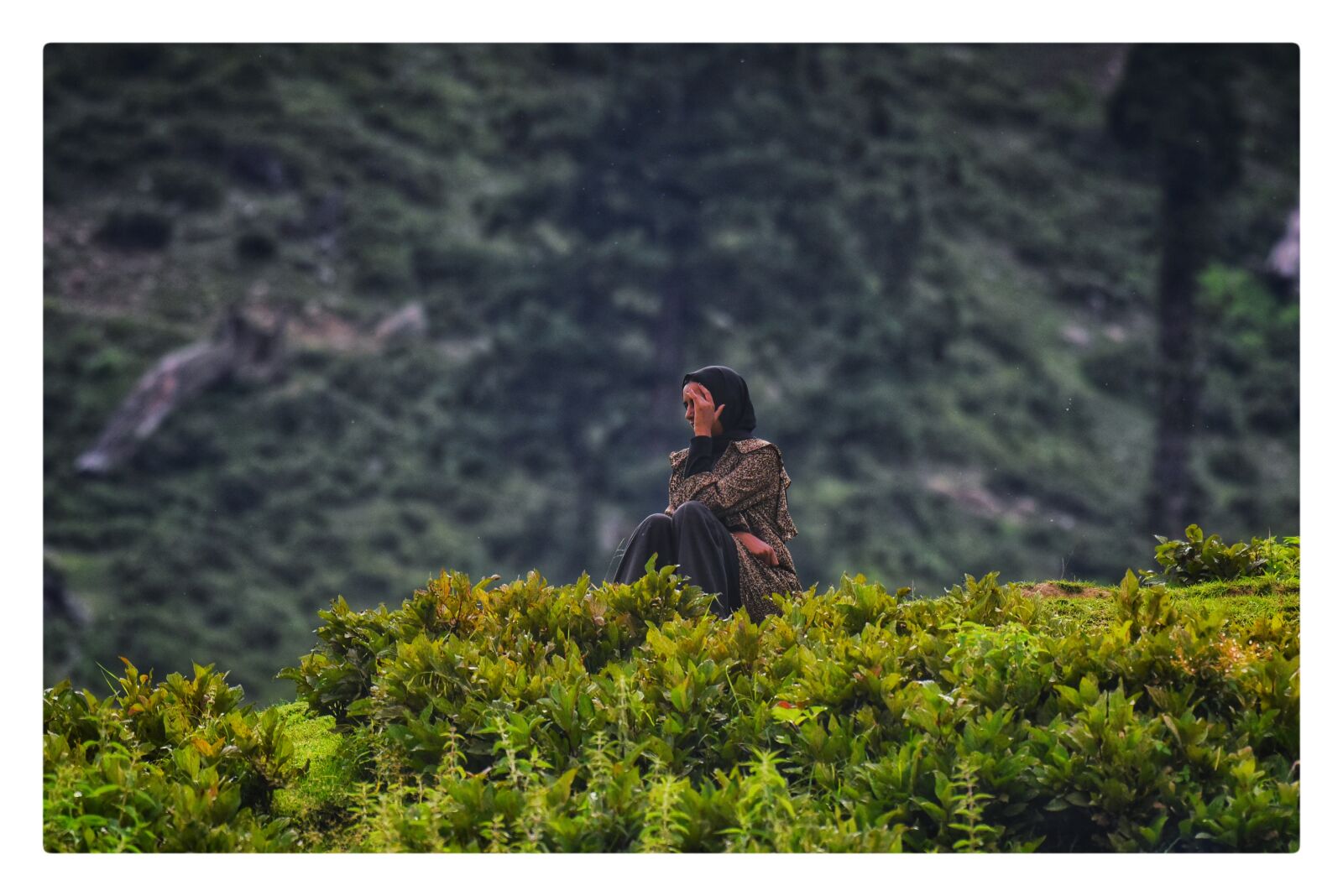 Nikon D750 sample photo