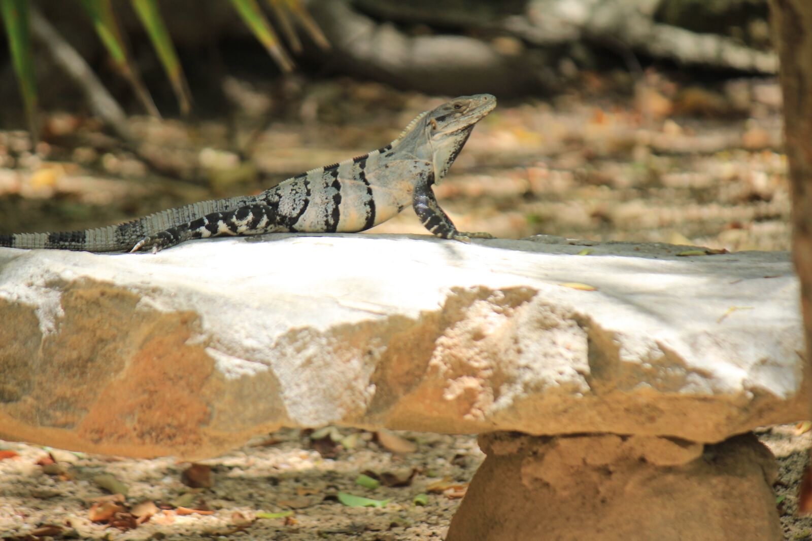 Canon EF-S 55-250mm F4-5.6 IS sample photo. Iguana, tulum, quintana roo photography