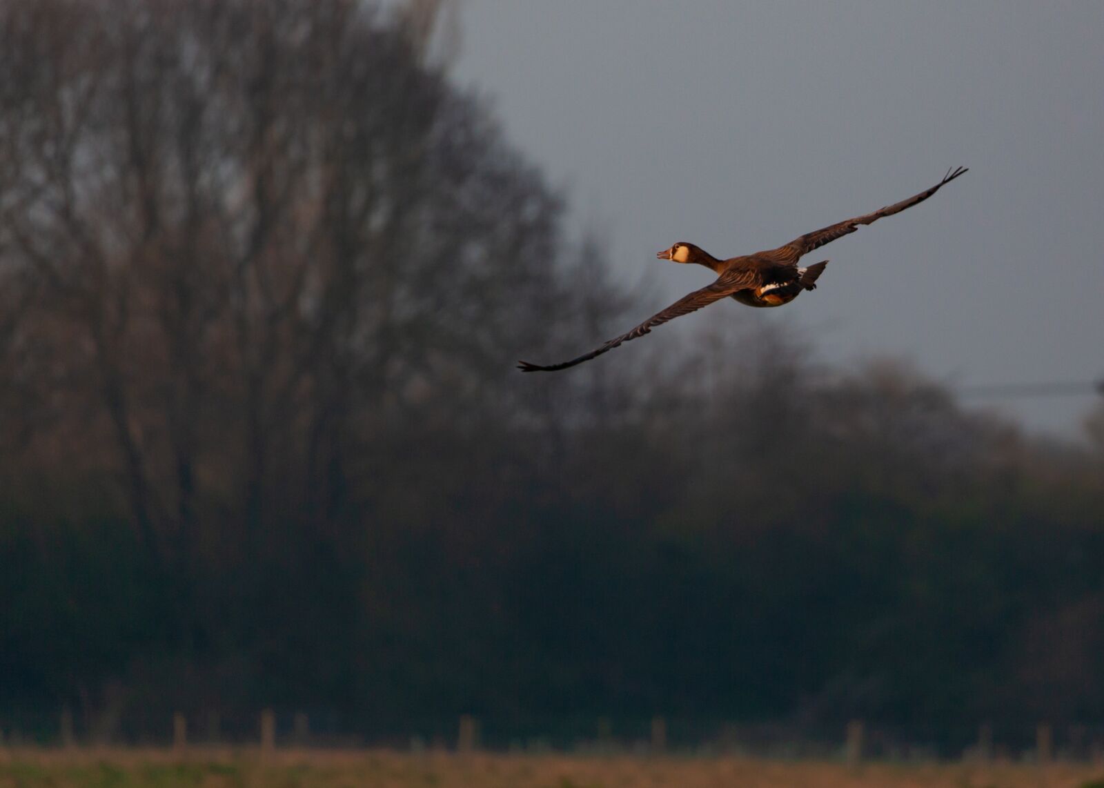 Canon EOS 5D Mark II sample photo. Geese in flight, sunrise photography
