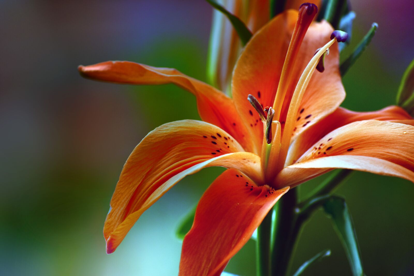 Nikon D5300 sample photo. Lily, flower, nature photography