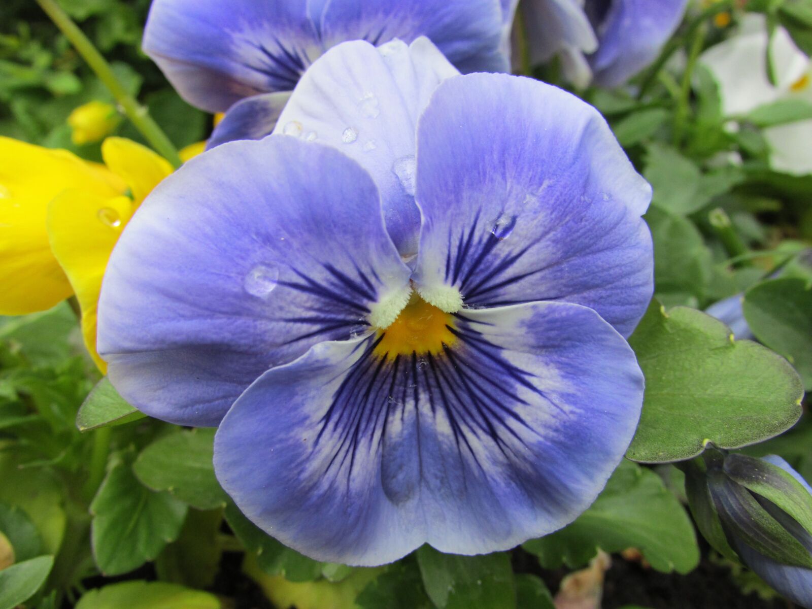 Canon PowerShot SX500 IS sample photo. Flowers, pansy, spring photography