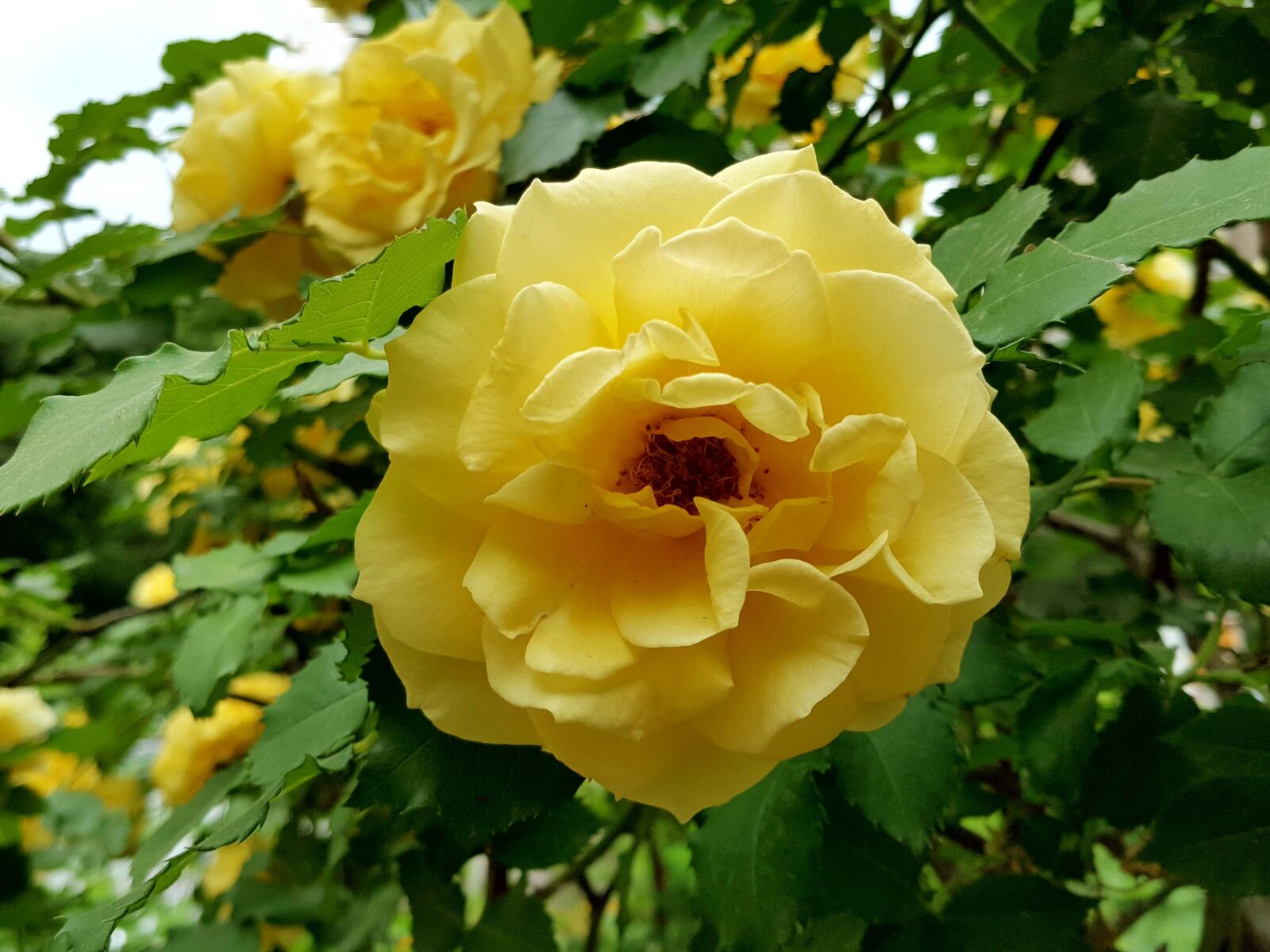 Samsung Galaxy Note5 sample photo. Yellow roses, beautiful, rose photography