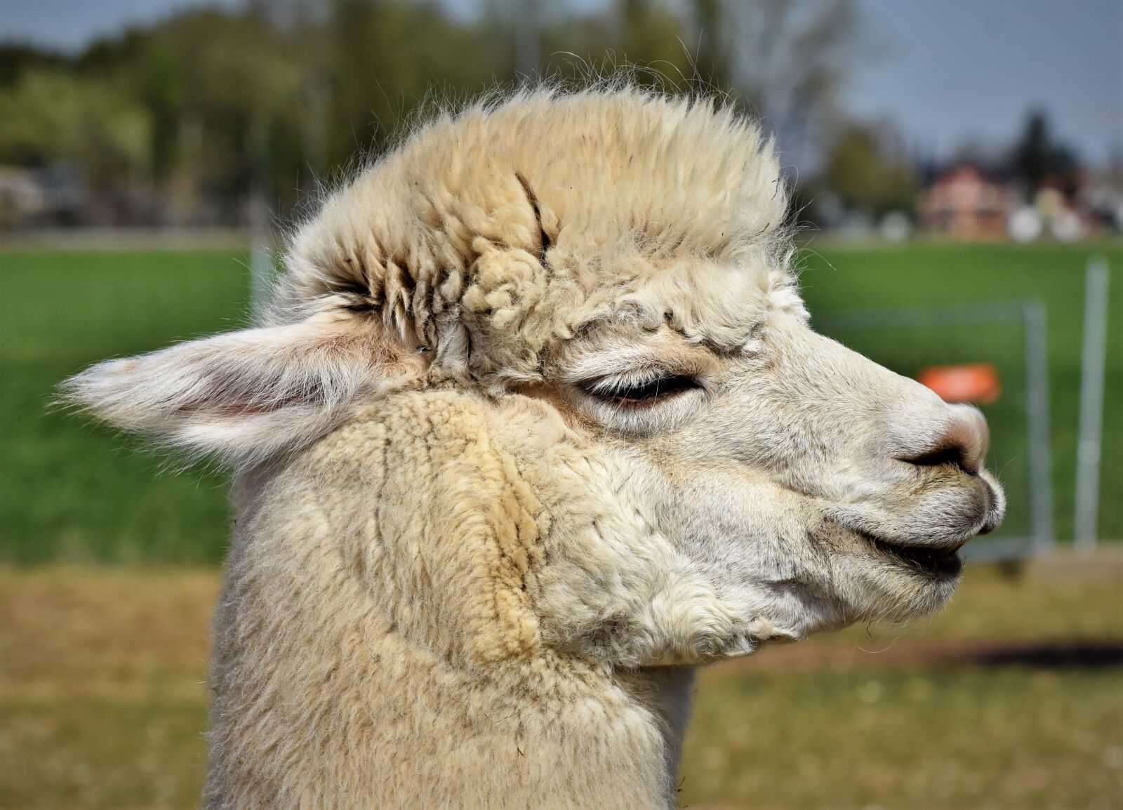 Nikon D7200 sample photo. Alpaca, camel, furry photography