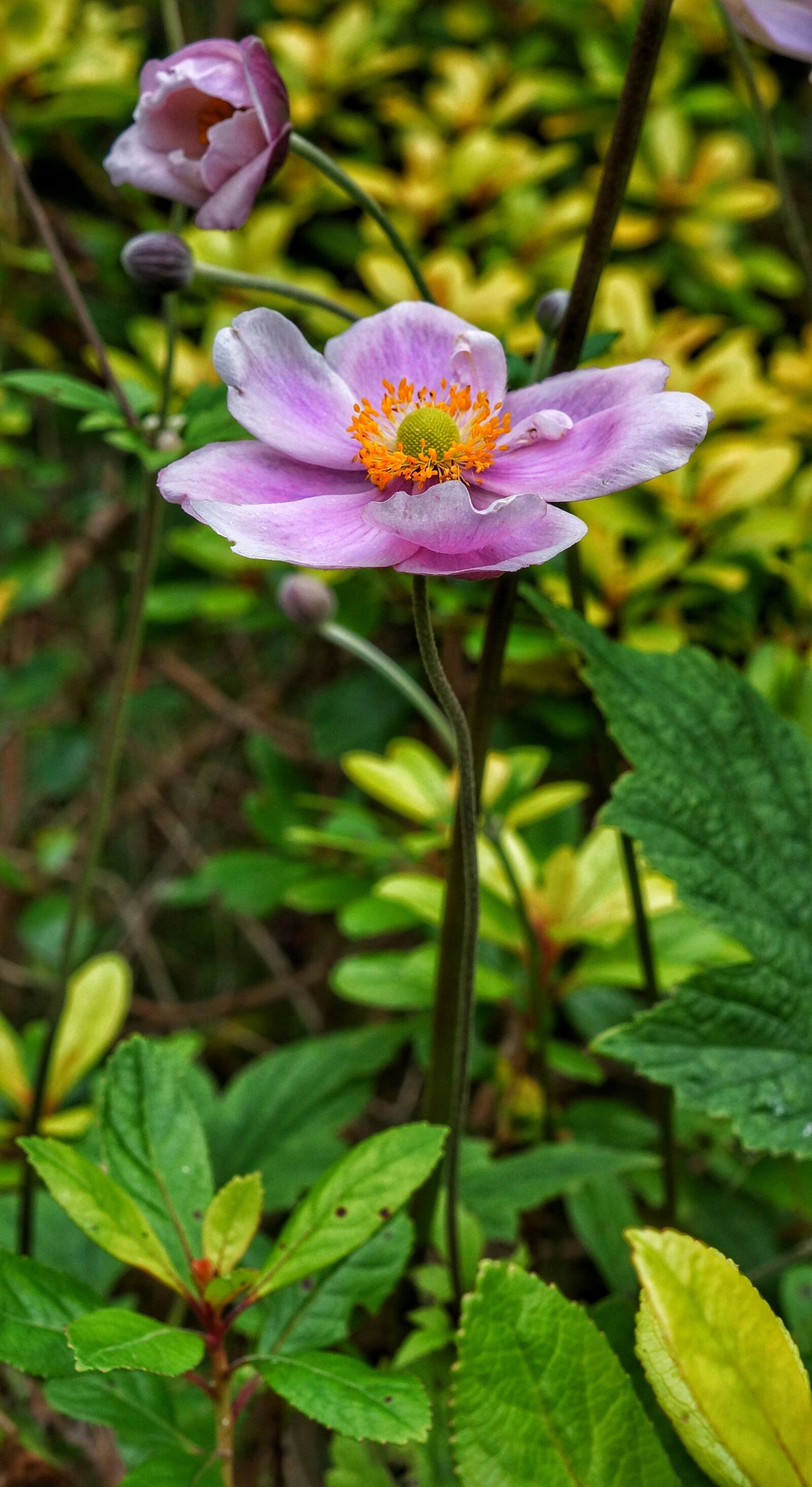 Sony Alpha NEX-7 + Sony E 18-55mm F3.5-5.6 OSS sample photo. Flower, pink, daisy photography