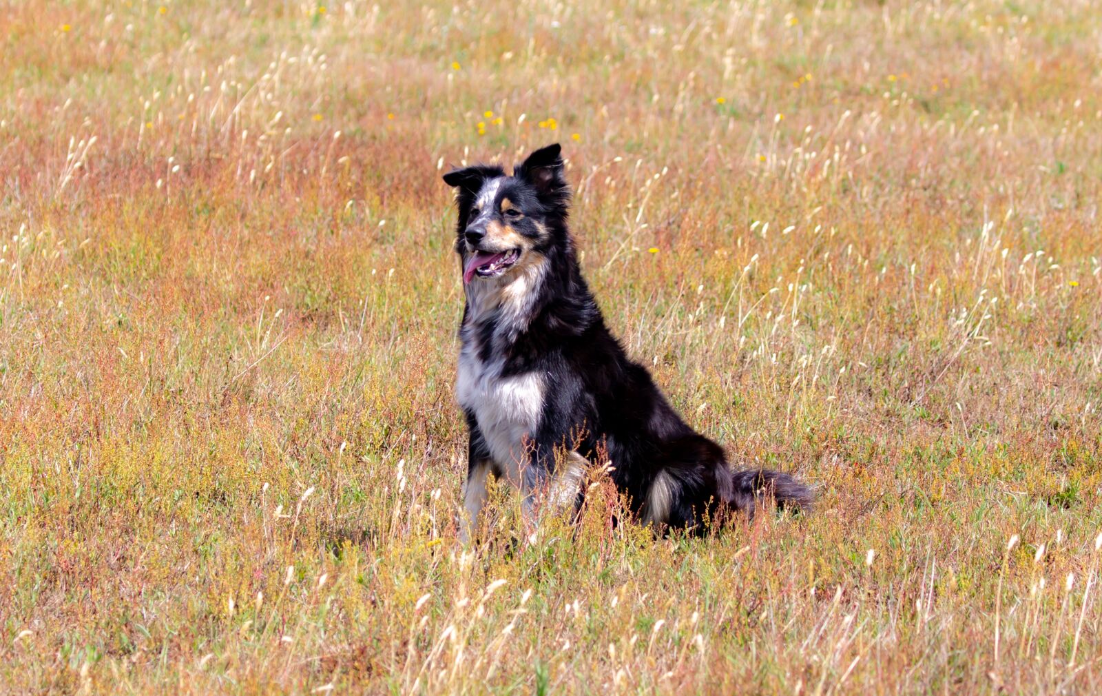 Canon EOS 5D Mark III sample photo. Border collie, wet dog photography