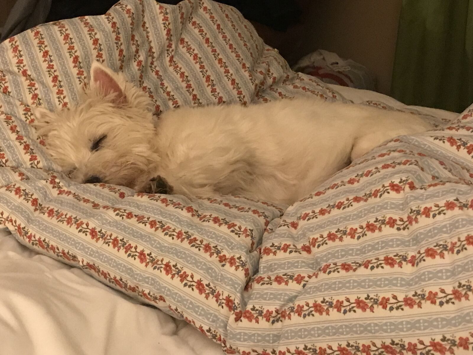iPhone 7 Plus back dual camera 3.99mm f/1.8 sample photo. Westie, sleeping, dog photography